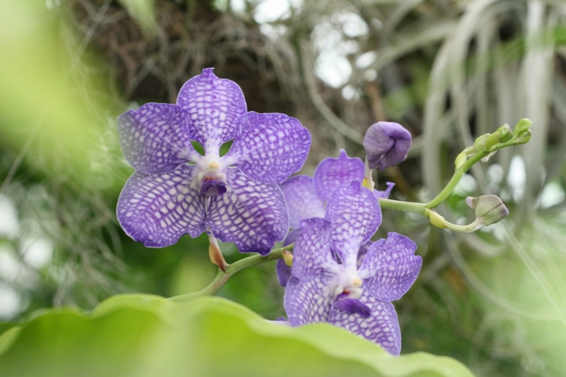 Orchideje marta - Obrázek 3 - Modrá vanda 