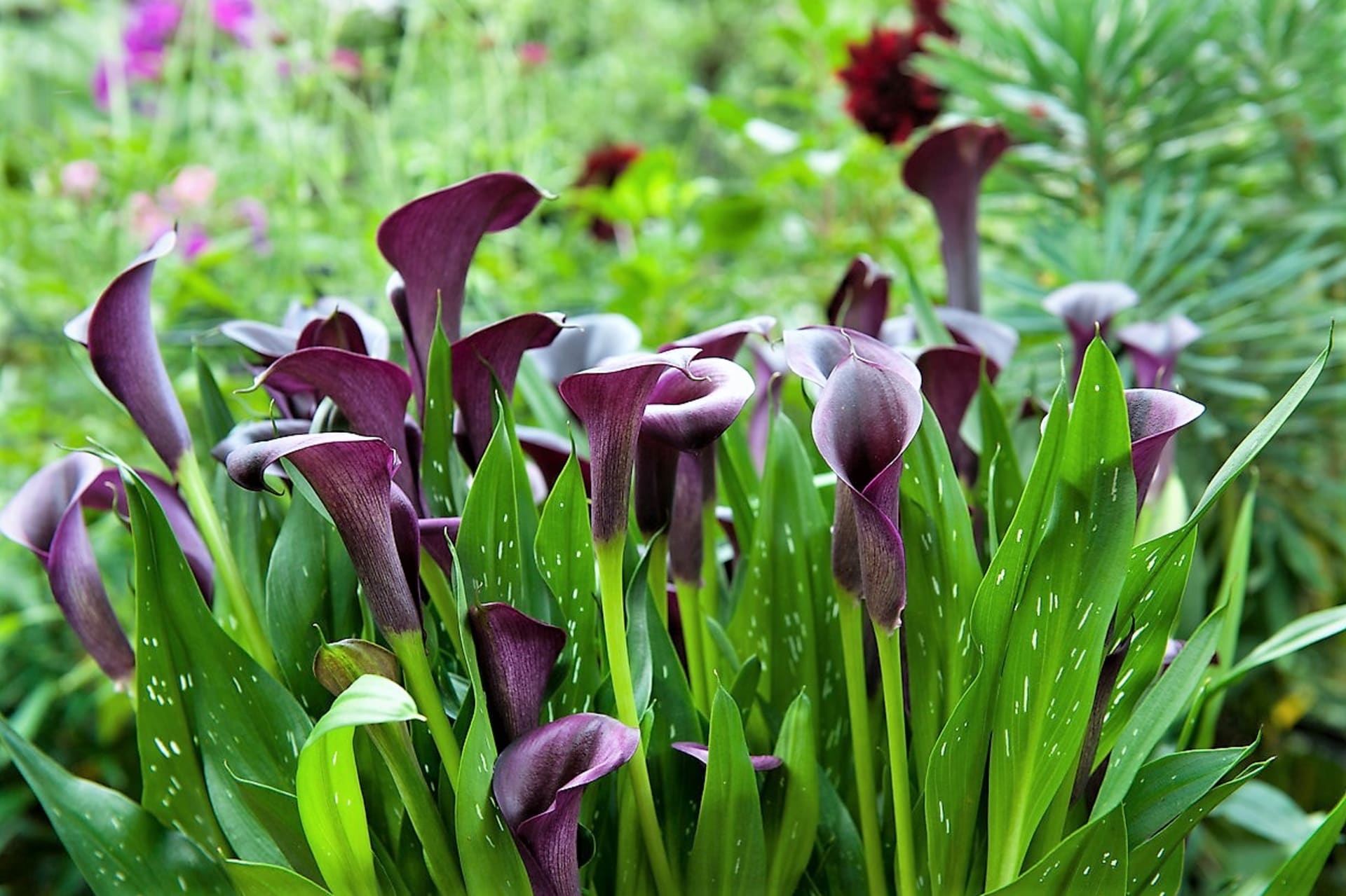 Šest nejkrásnějších letních cibulovin: Zahradní kaly (Zantedeschia) jsou květiny stylové, moderní a tak trochu rozmarné. Tyhle krásky s květy ve tvaru trychtýřovitých kalichů jsou v nejrůznějších barvách .
