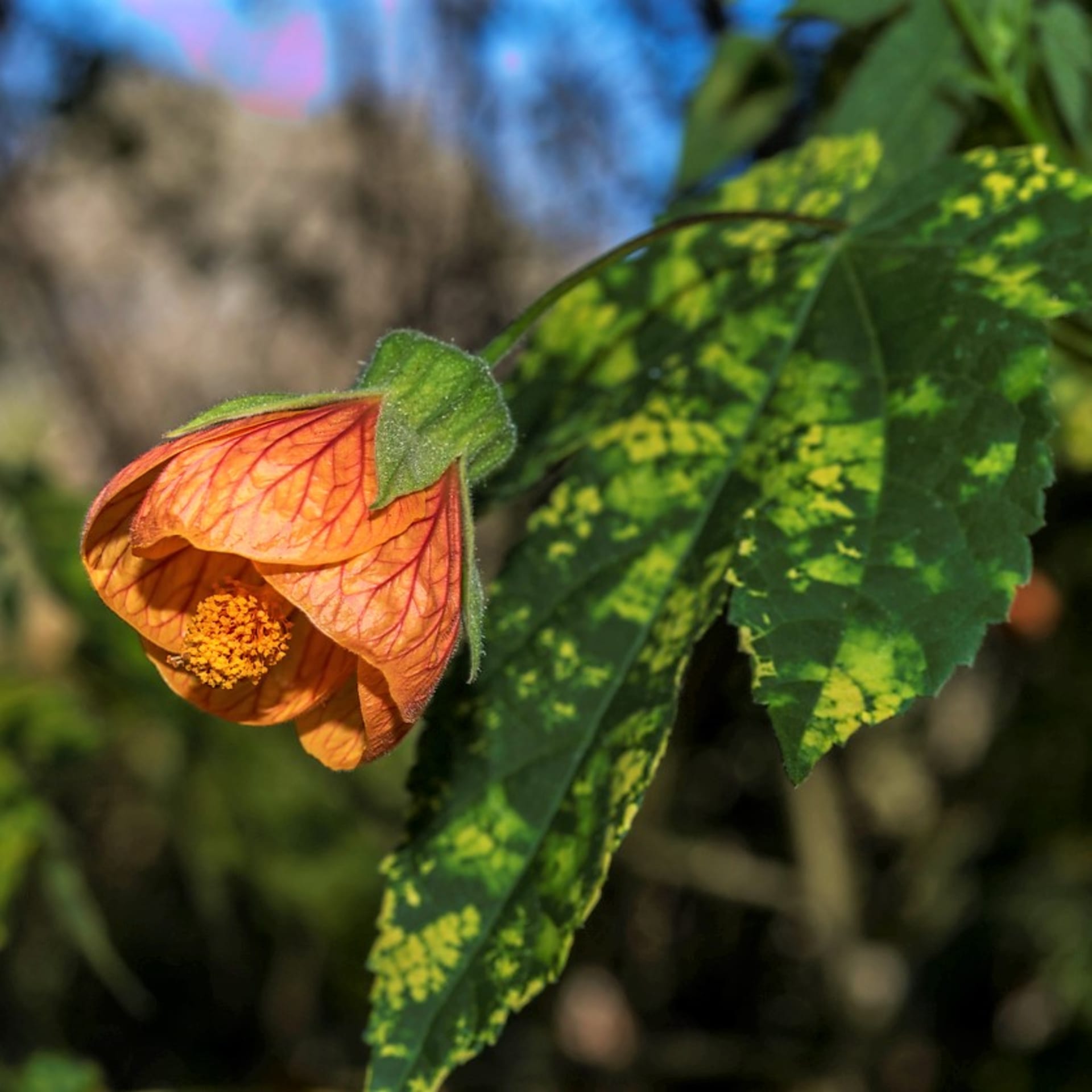 Oblíbený je zejména kultivar Abutilon pictum ‚Thompsonii‘ s pestrou žlutozelenou mozaikou na listech. Na žlutooranžových květech je nápadná tmavší žilnatina.