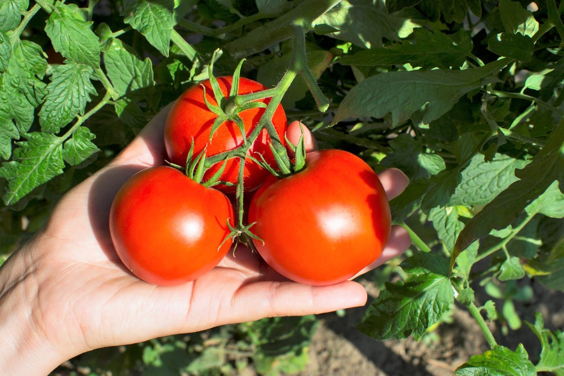 Přirozeně dozrálá rajčata mají naprosto jedinečnou vůni a chuť. Skvěle chutnají čerstvá, ideálně vlastní a čerstvě utržená, kdy také obsahují nejvíce účinných látek.