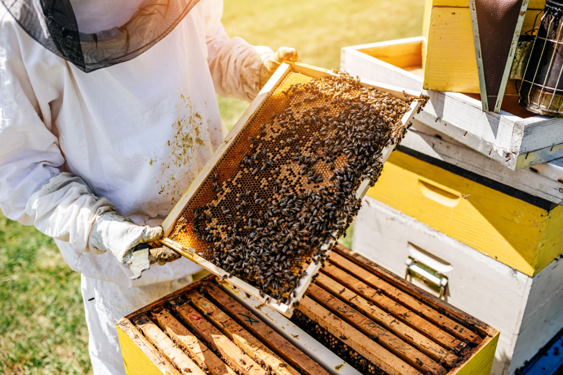 Včelařství se stále věnuje spousta lidí