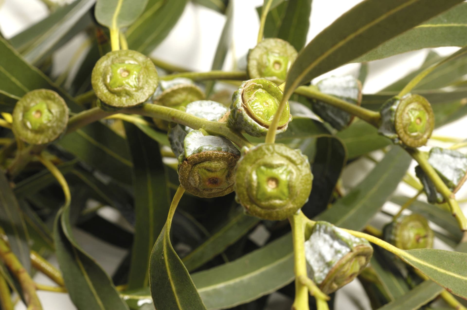 Bylinky a koření proti chřipce - Obrázek 3 - Eukalyptus (Eucalyptus globulus)