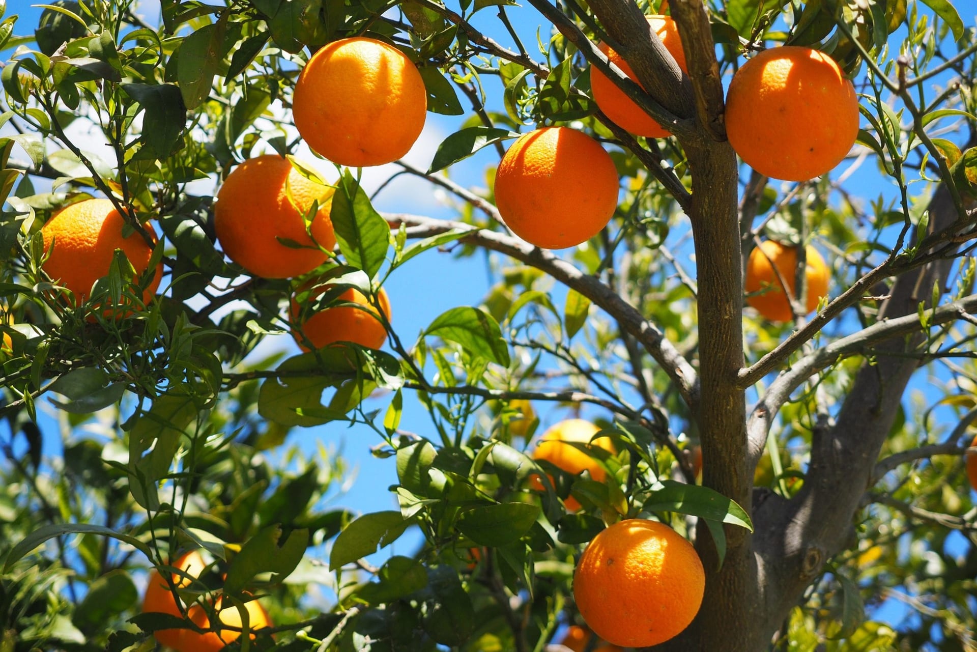 Pomeranč je plod pomerančovníku čínského (Citrus sinensis), který pochází pravděpodobně ze subtropických oblastí Číny a Vietnamu.