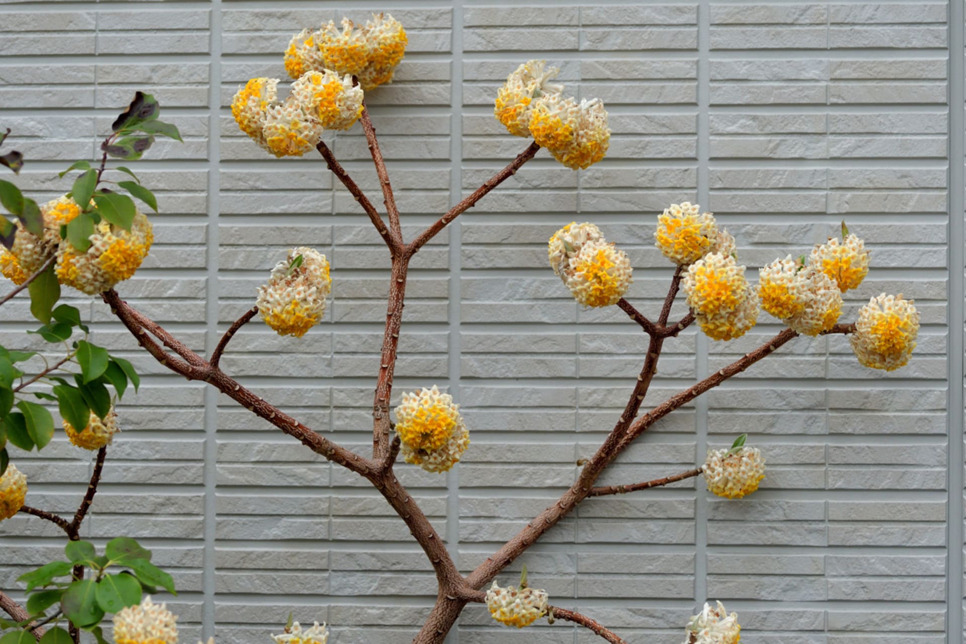 Papírový keř (Edgeworthia chrysantha) 