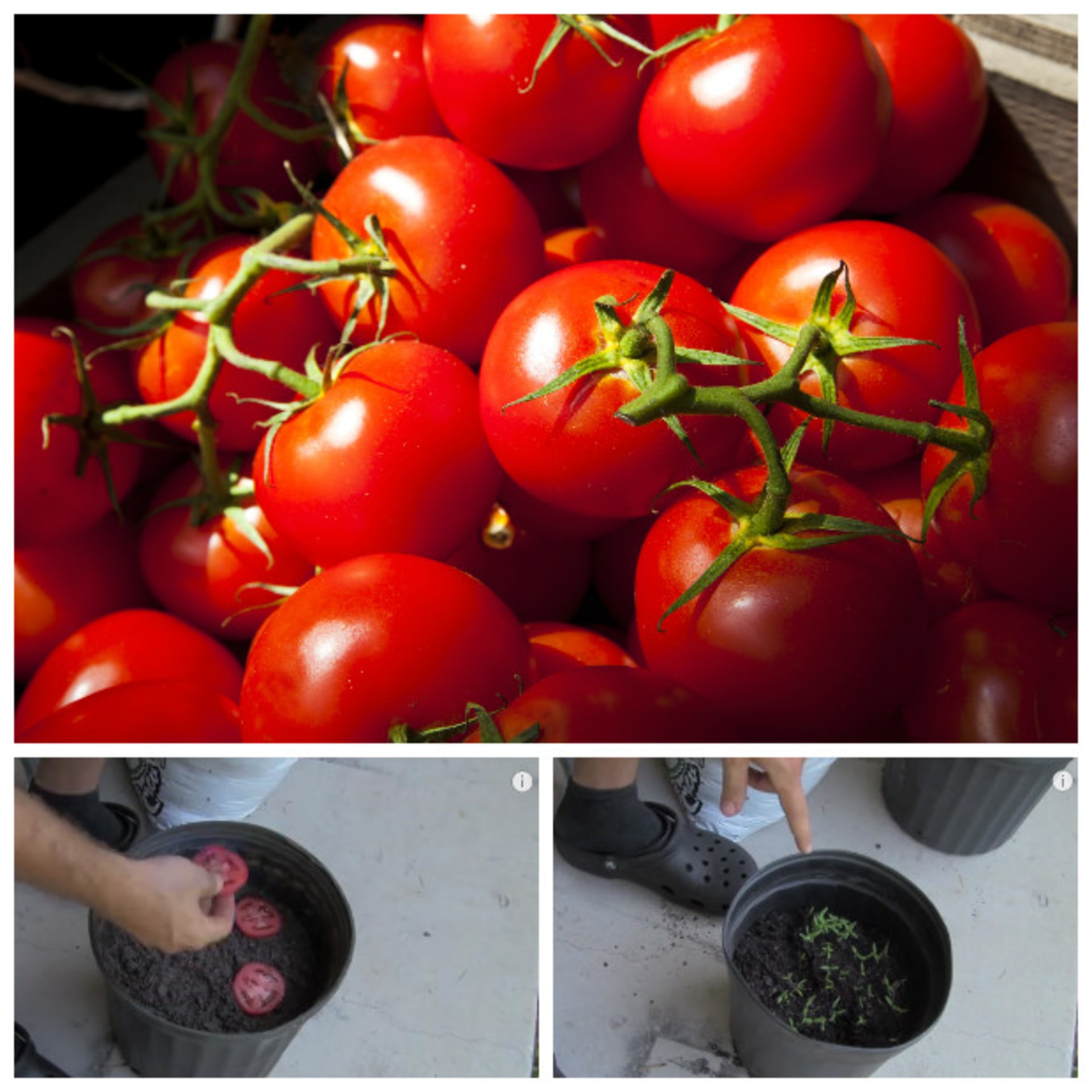 Pěstování rajčat z plátku - Obrázek 6