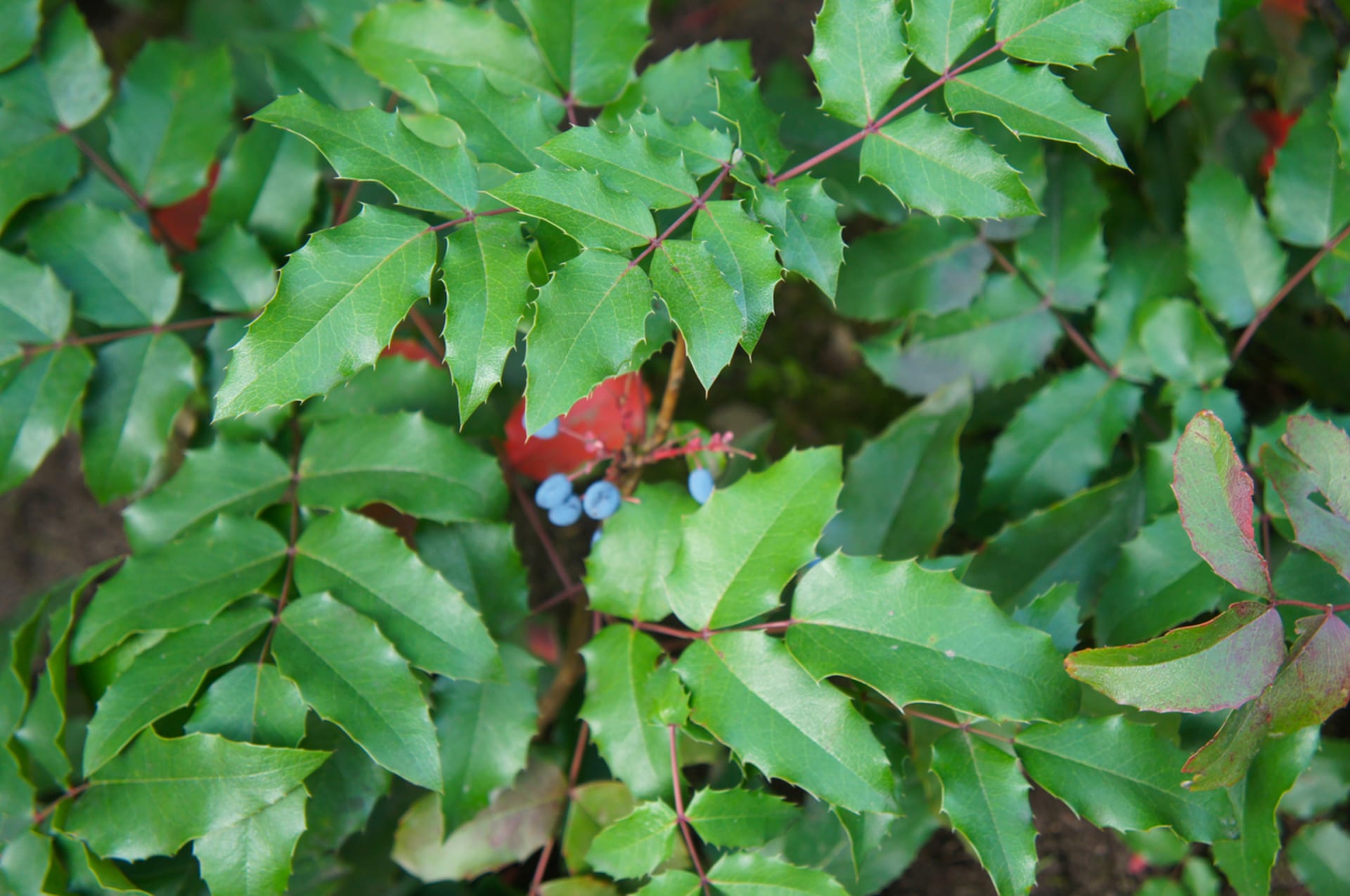 Mahónie cesmínolistá (Mahonia aquifolium)