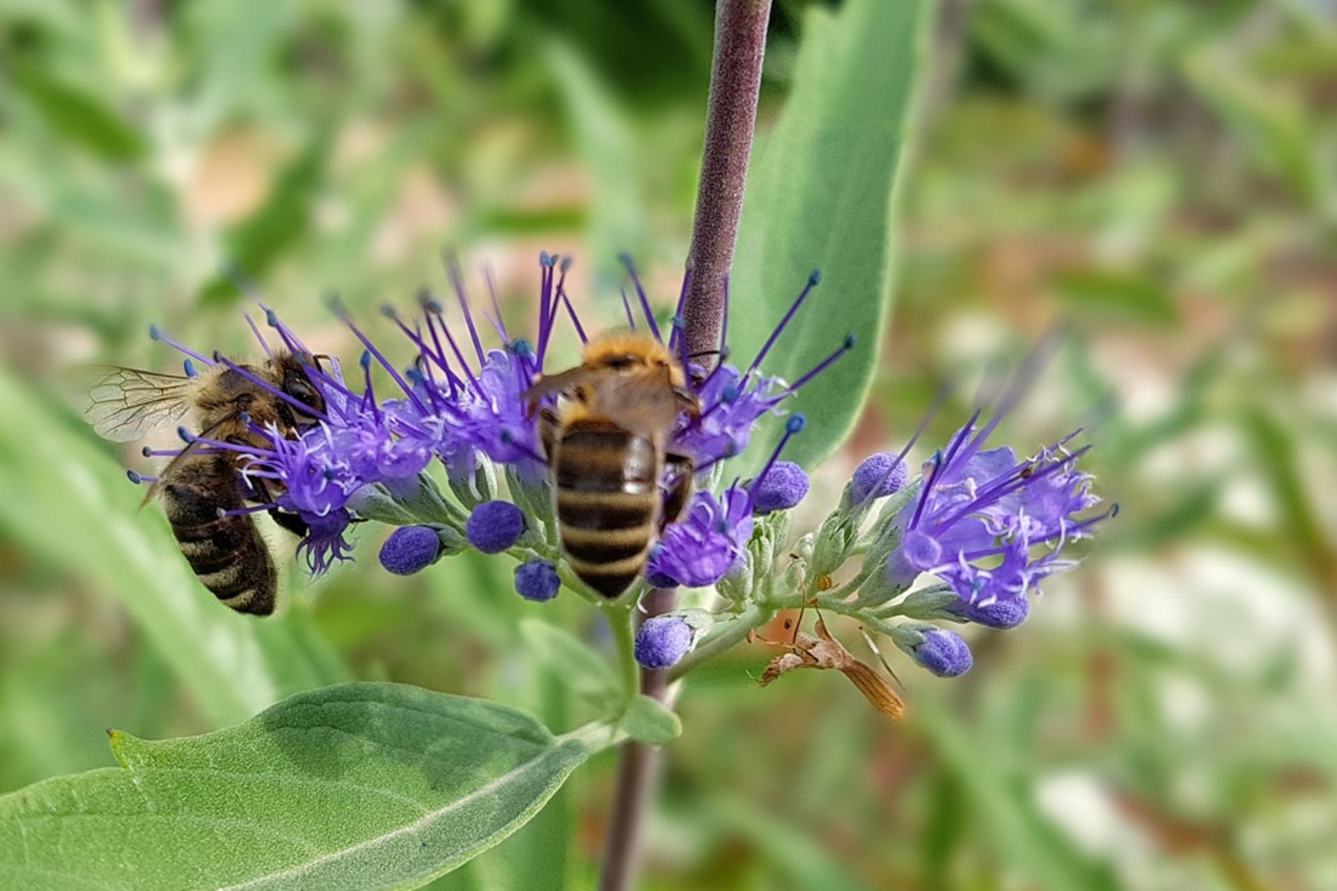 Ořechoplodec bývá často v obležení včel i čmeláků