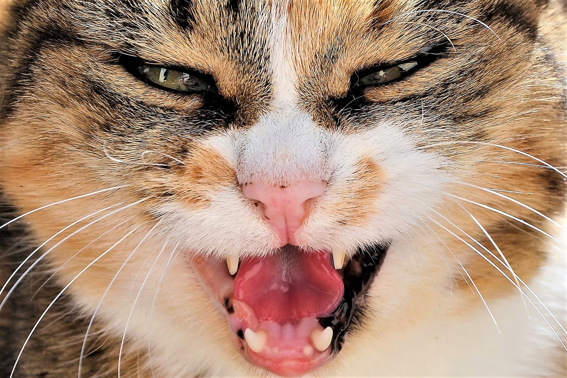 U starší kočky se objevují dentální potíže