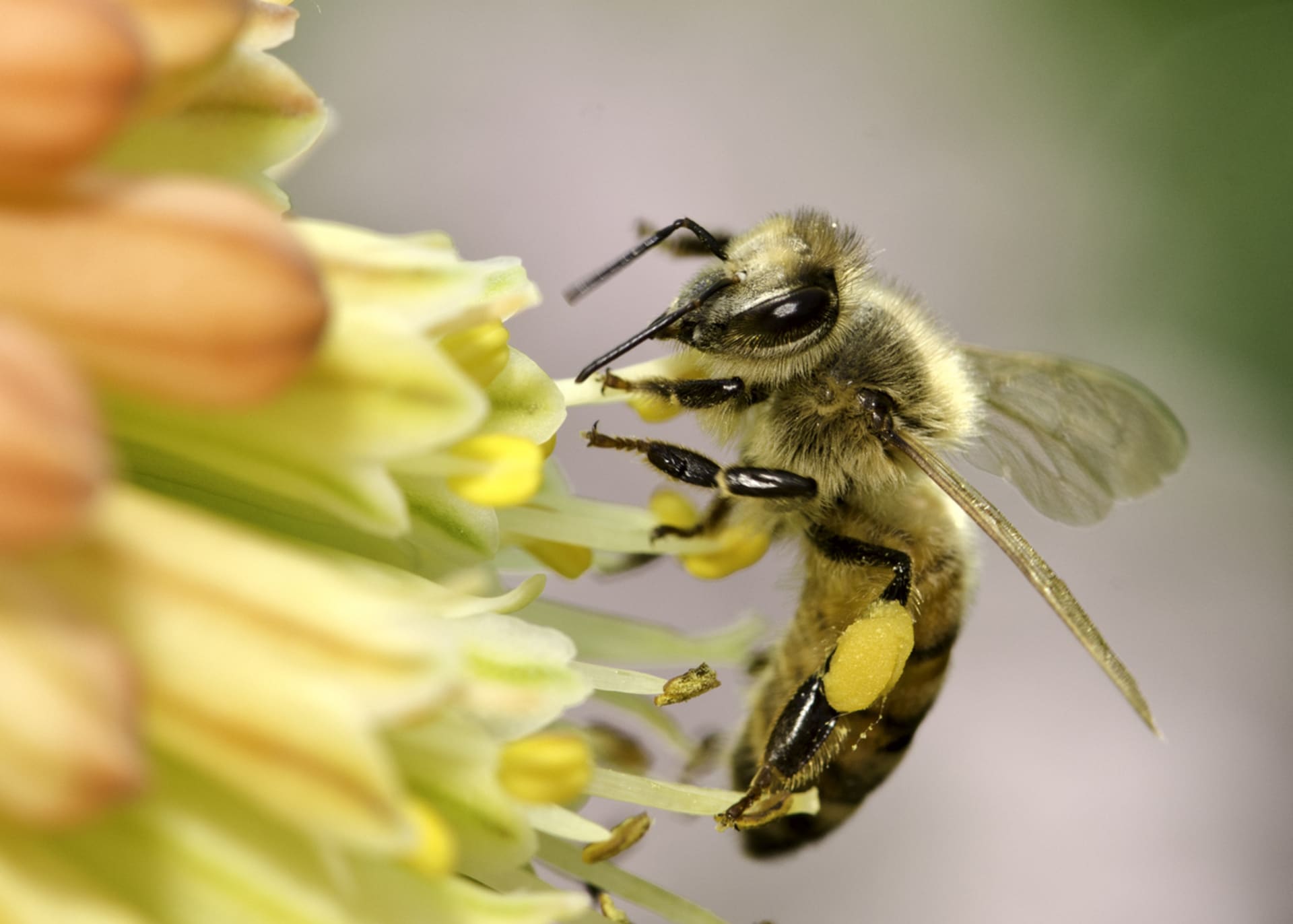 Včely potřebujeme především jako opylovače  