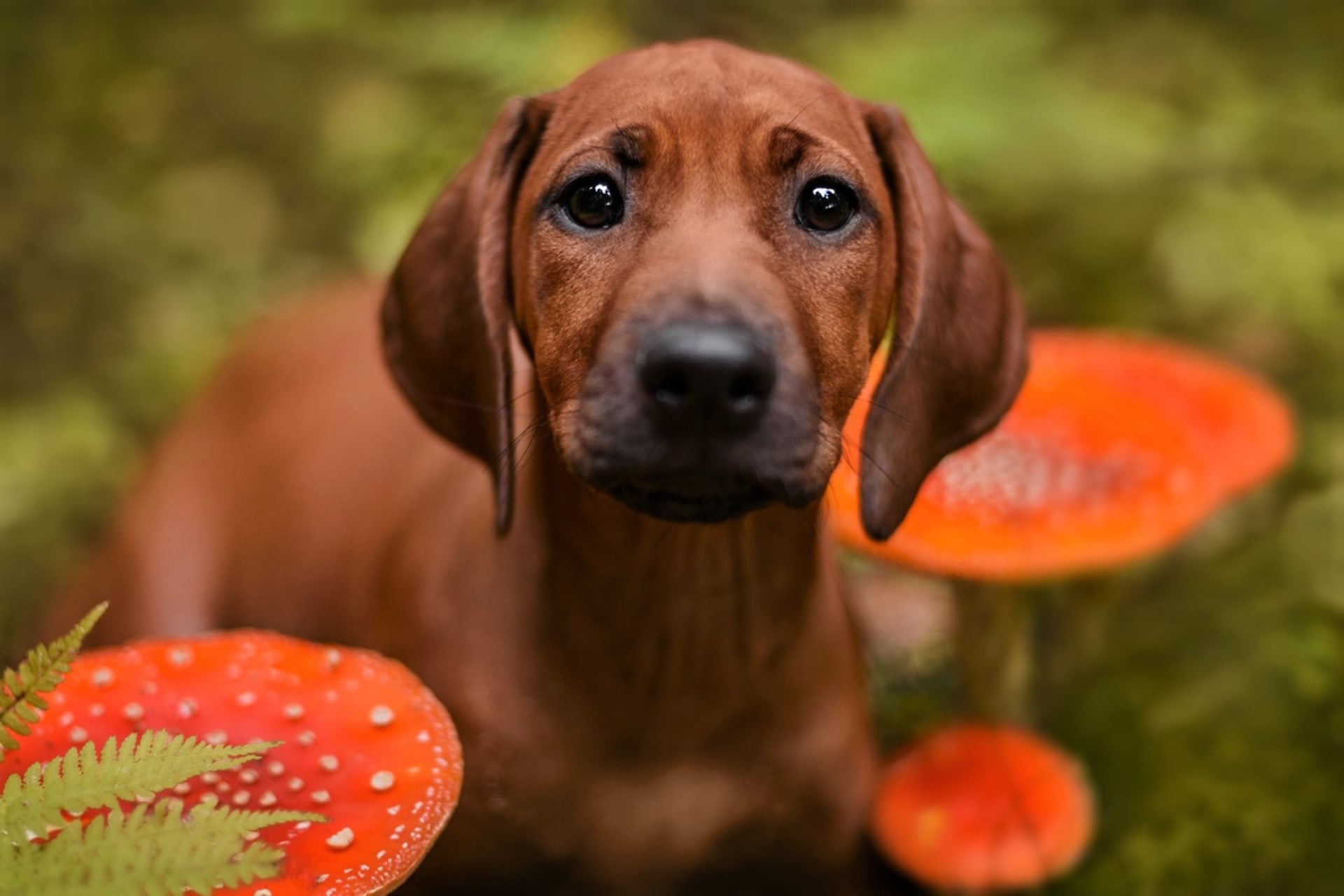 Pokud pes sežere houbu jedovatou, ihned informujme veterináře, o jaký druh se jedná. Ovšem pro některé psy mohou být i syrové jedlé houby špatně stravitelné a způsobit zvracení či průjem anebo obojí.