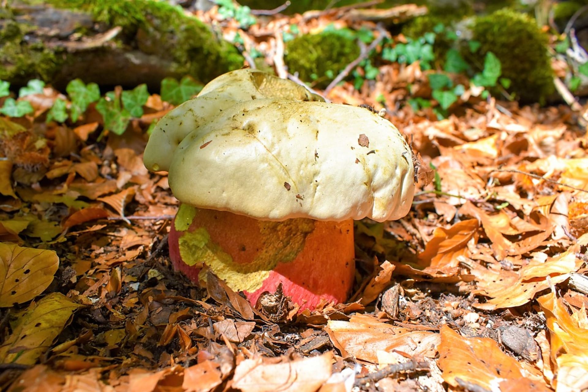 Hřib satan (Rubroboletus satanas) roste spíše v listnatých lesích a má stříbřitě šedý klobouk, červené póry a drobnou červenooranžovou síťku na žlutém třeni.