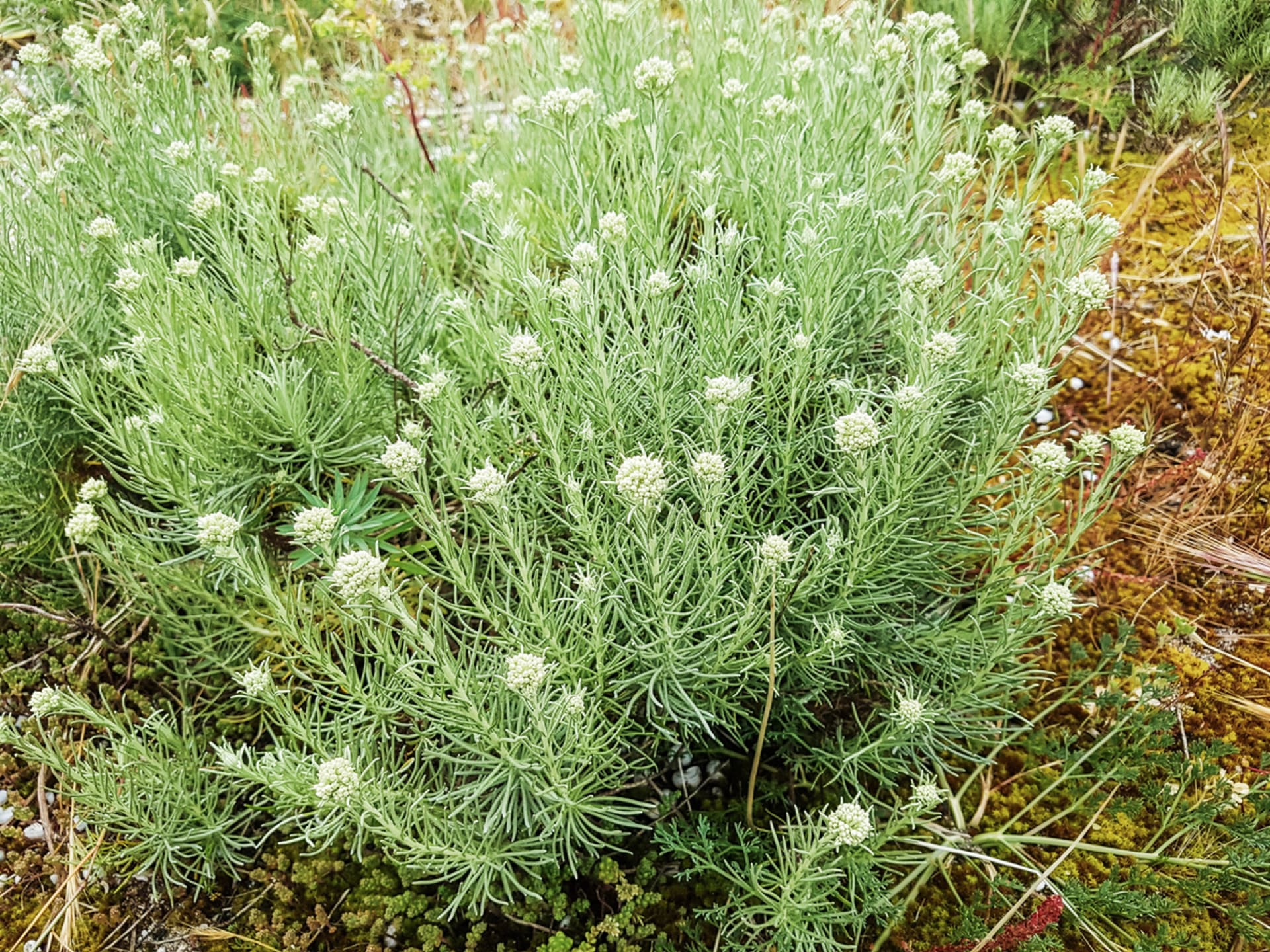 Smil italský (Helichrysum italicum)