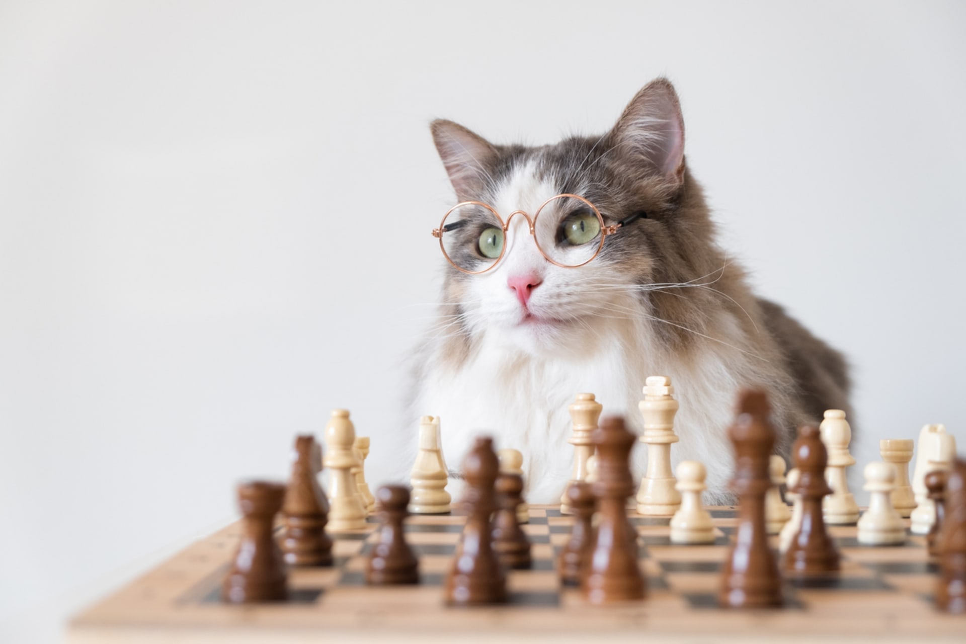 Šachista se z vaší kočky asi nestane, ale i pro ni můžete pořídit logickou hru