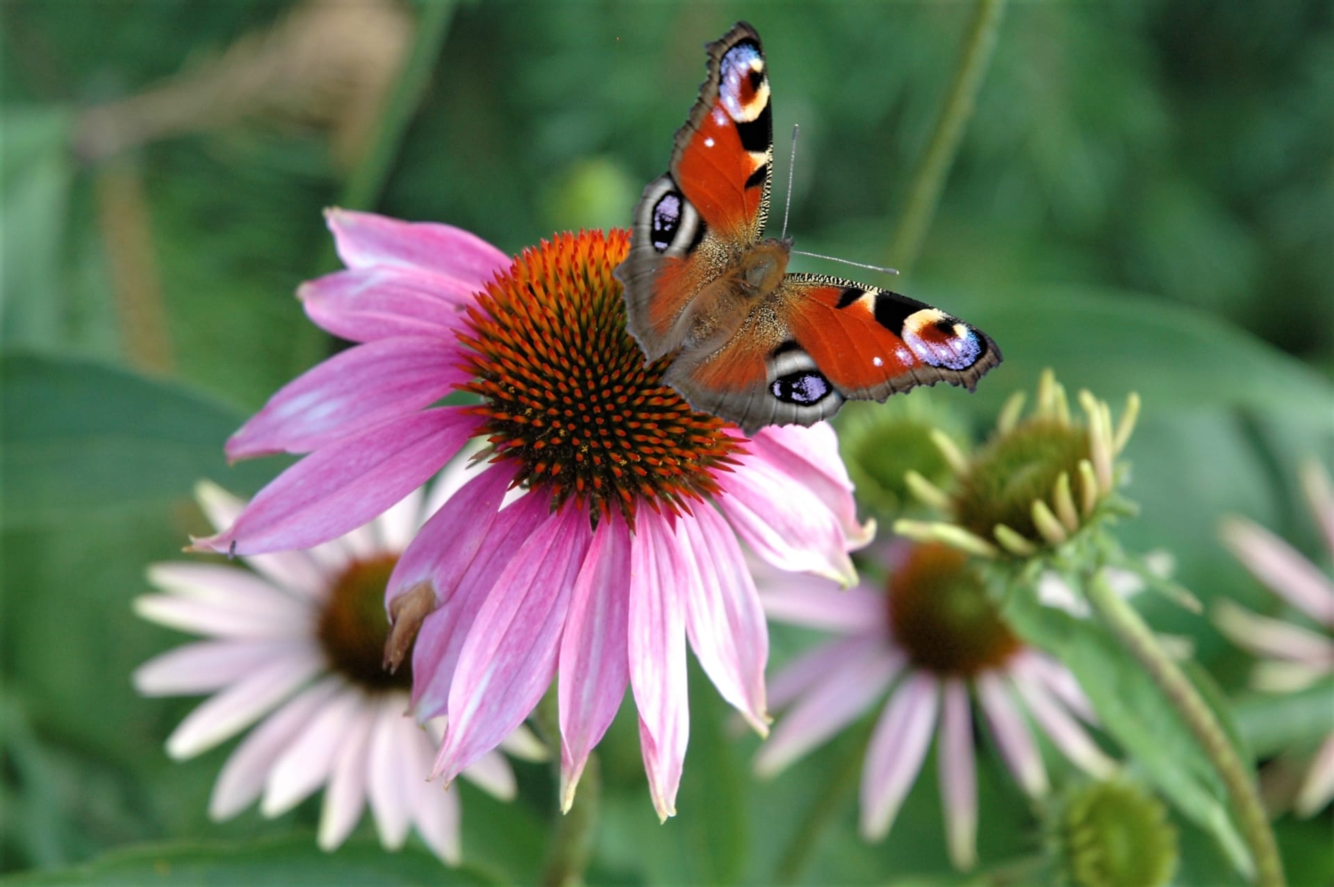 Březnový výsev léčivých bylin: echinacea (Echinacea purpurea), česky třapatovka nachová postaru třapatka, je nádhernou květinou, která v létě zdobí zahrádky a balkony, ale především je uznávanou léčivou bylinou