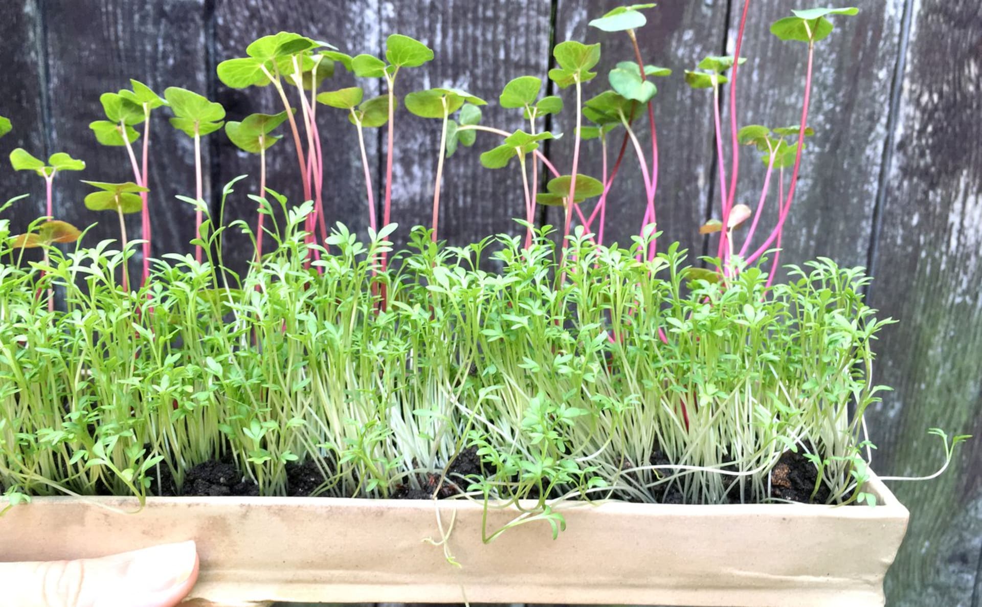 DIY video, jak udělat výsevní pásky se semínky bylin, zeleniny i květin