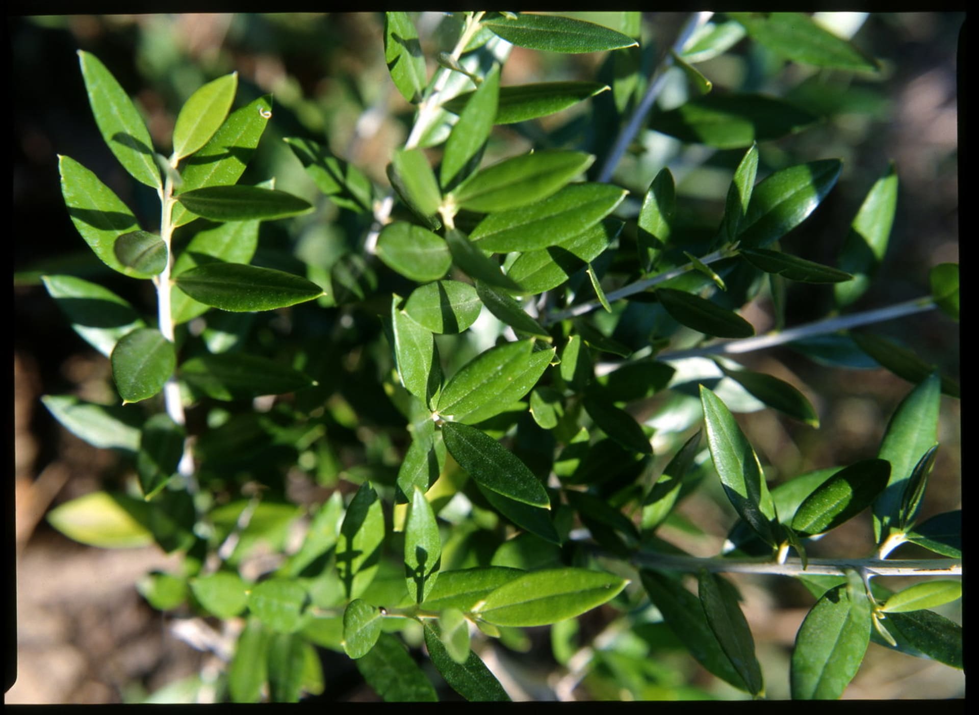 Olivovník/Olea europaea - detail