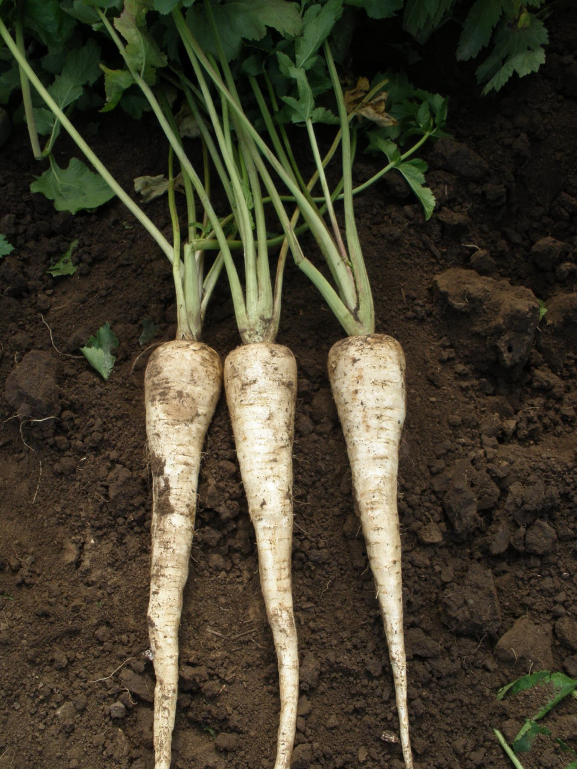 Kořenová zelenina - Obrázek 15 - Odrůda pastyňáku Bileas 
