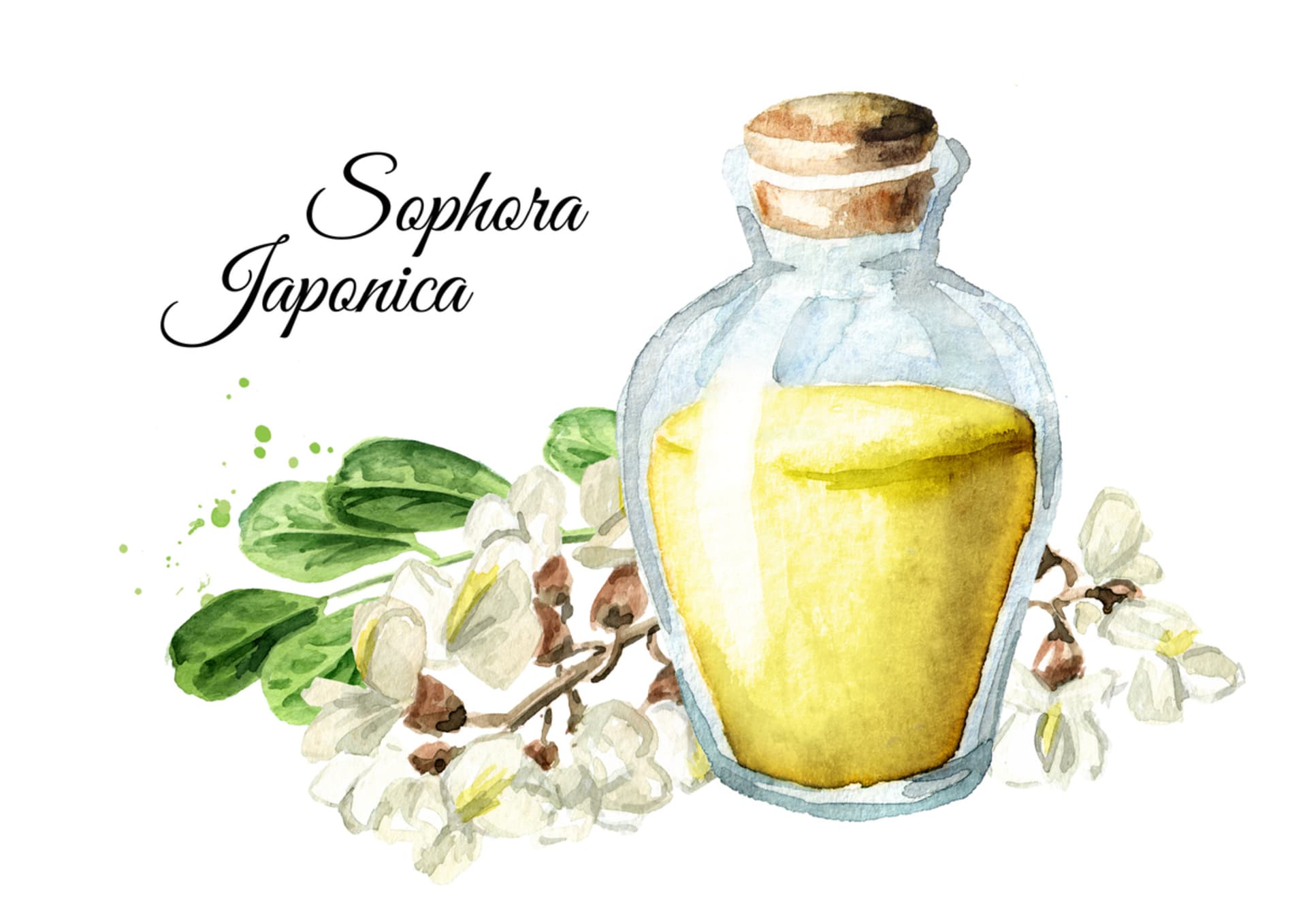 Jerlín japonský (Sophora japonica) 