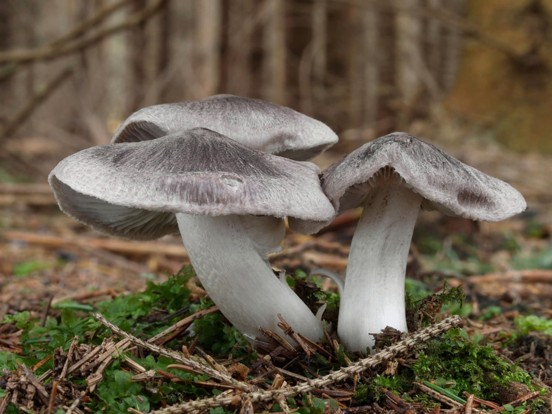 Podzimní houby - Obrázek 5 - Čirůvka zemní (Tricholoma terreum)