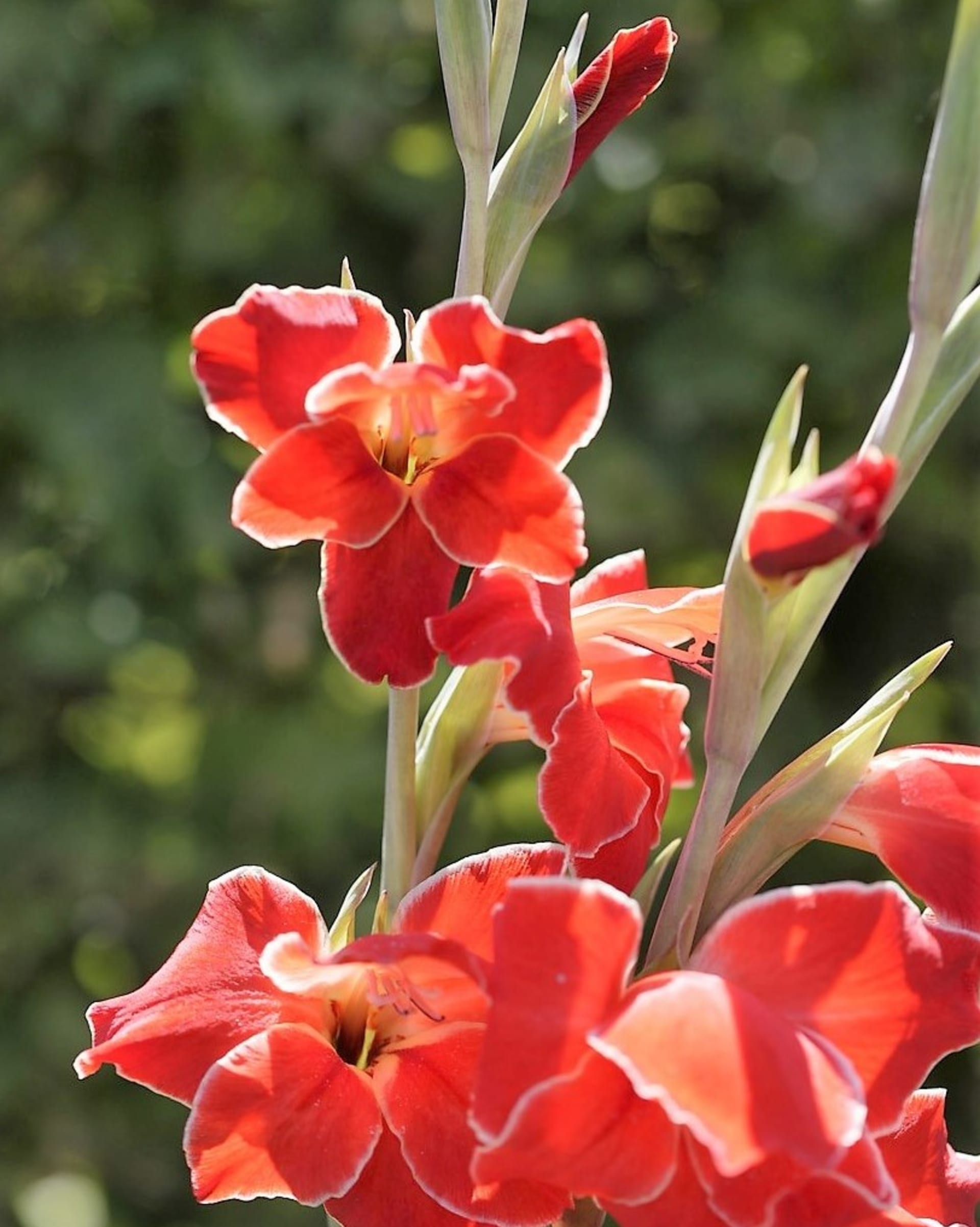 Hybridy Primulinus gladiolus poznáte podle horního okvětního plátku, který překrývá další okvětní plátky. Rostou do výšky 40–60cm, stvol mívá až 23 květů.