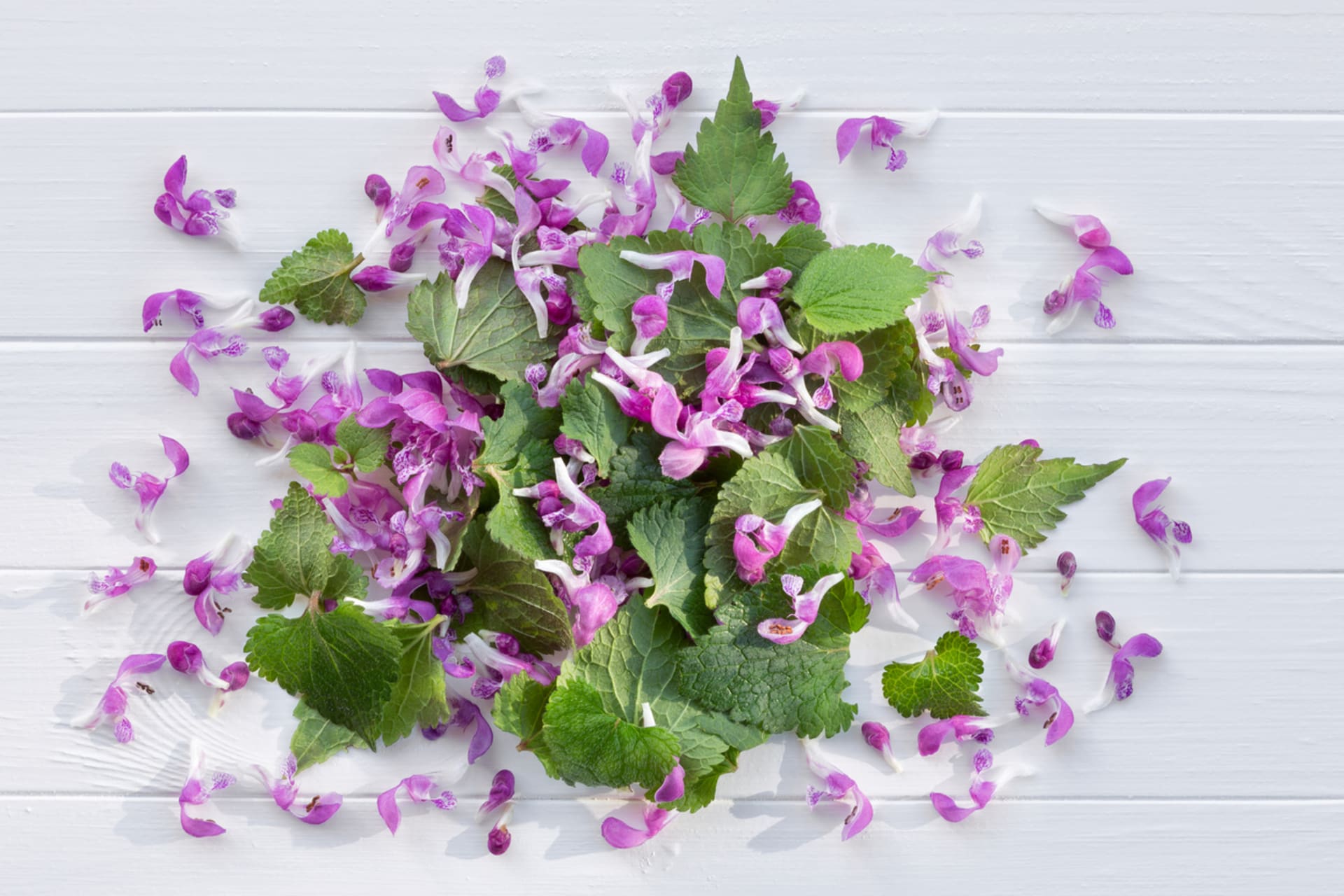 Ozdobte si jarní talíře jedlými květy i listy 11