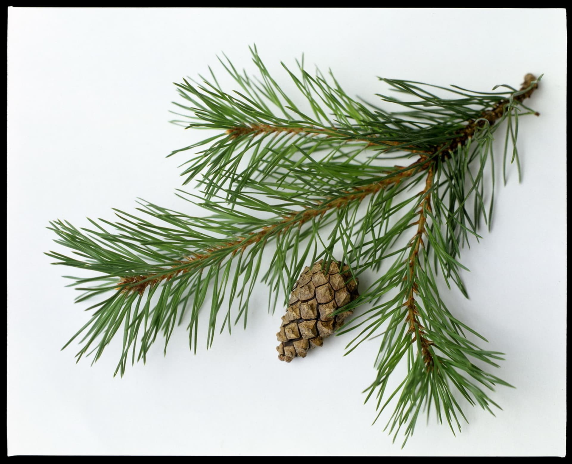 Borovice lesní/Pinus sylvestris - detail