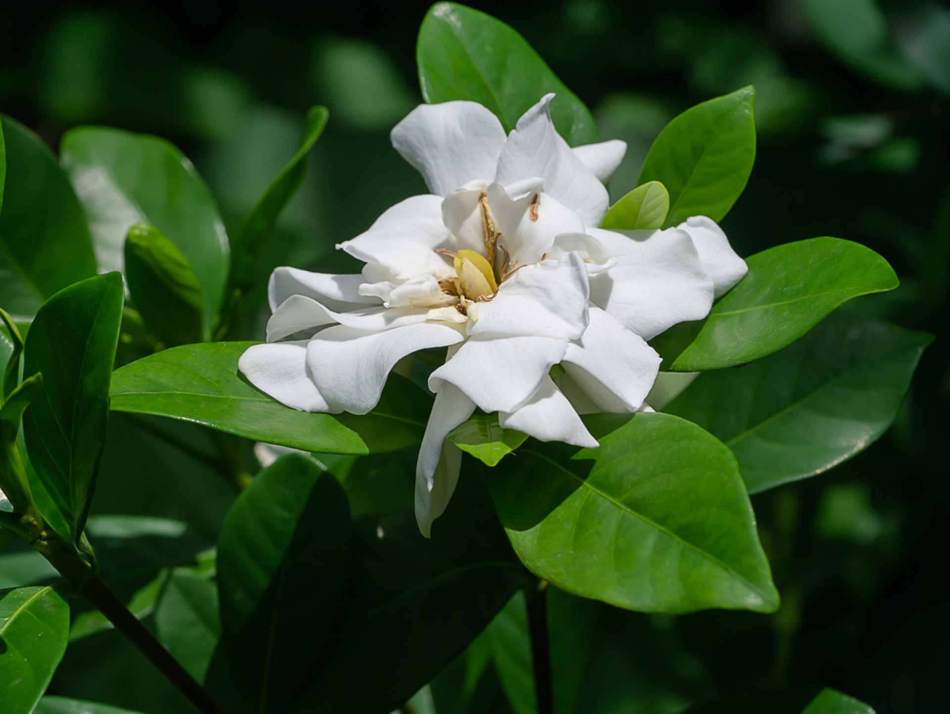Gardénie jasmínovitá (Gardenia jasminoides) 5