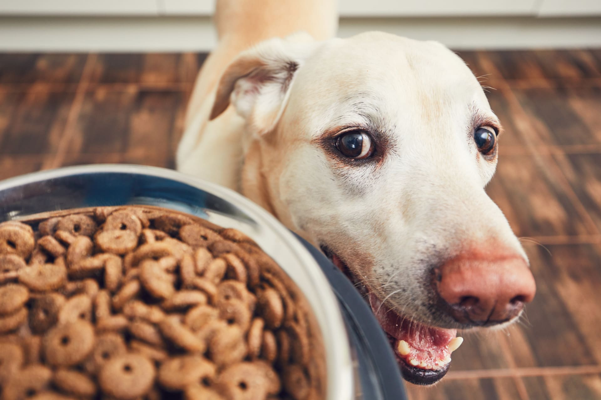 Měli bychom přemýšlet, co psům dáváme k jídlu.