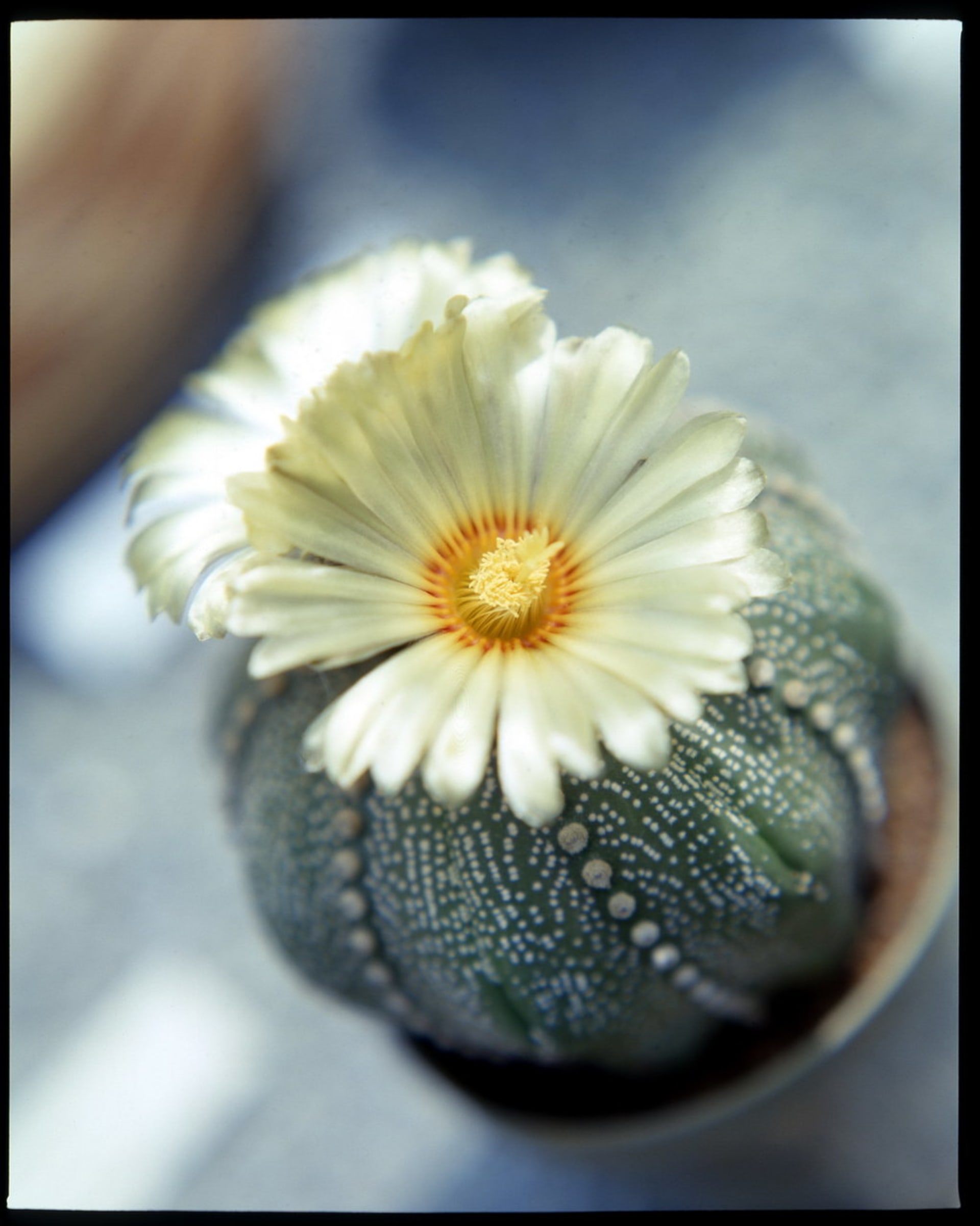 Astrofytum/Astrophytum asterias - květ