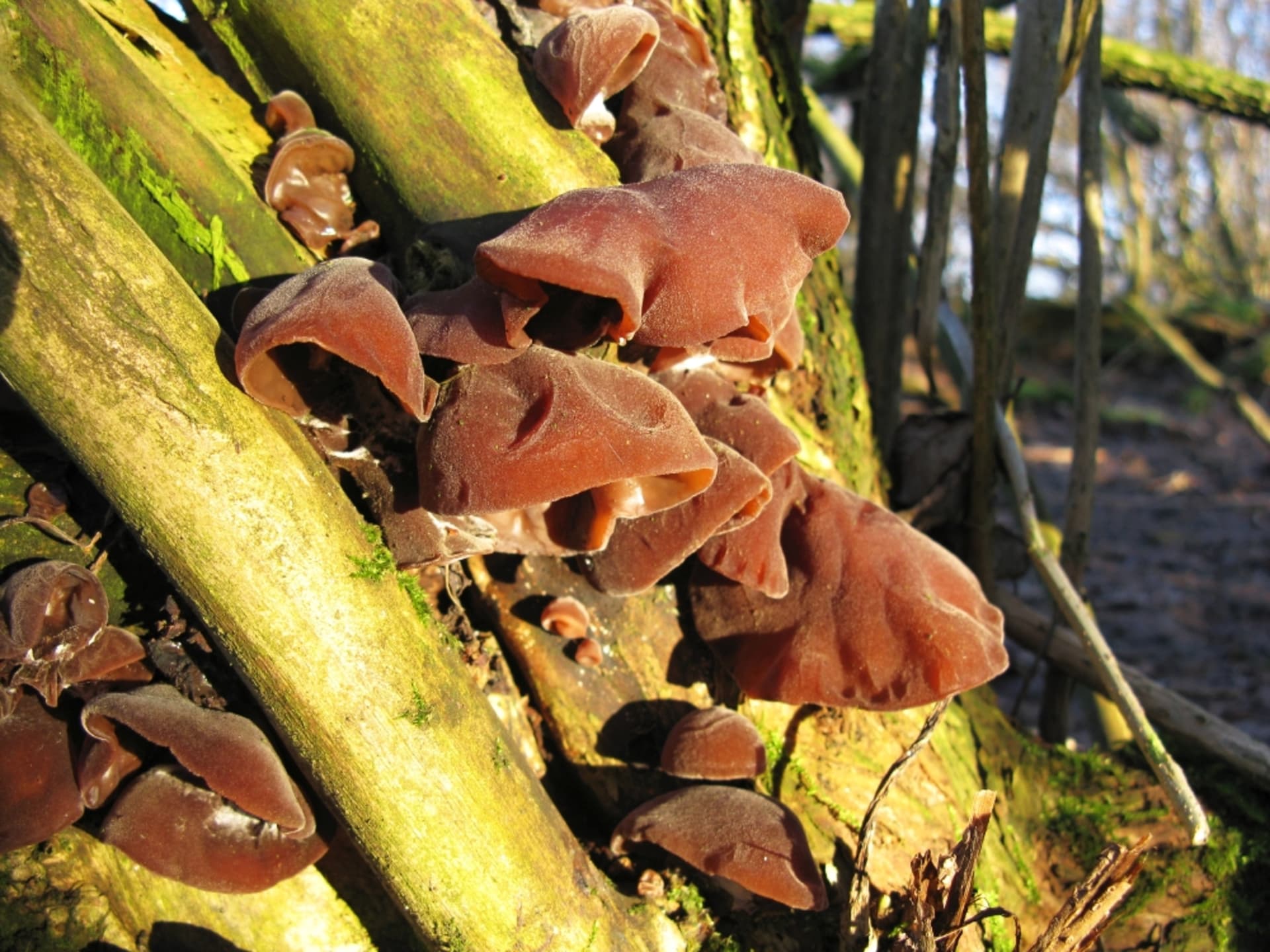 Podzimní houby - Obrázek 18 - Bolcovitka ucho Jidášovo (Hirneola auricula-judae)