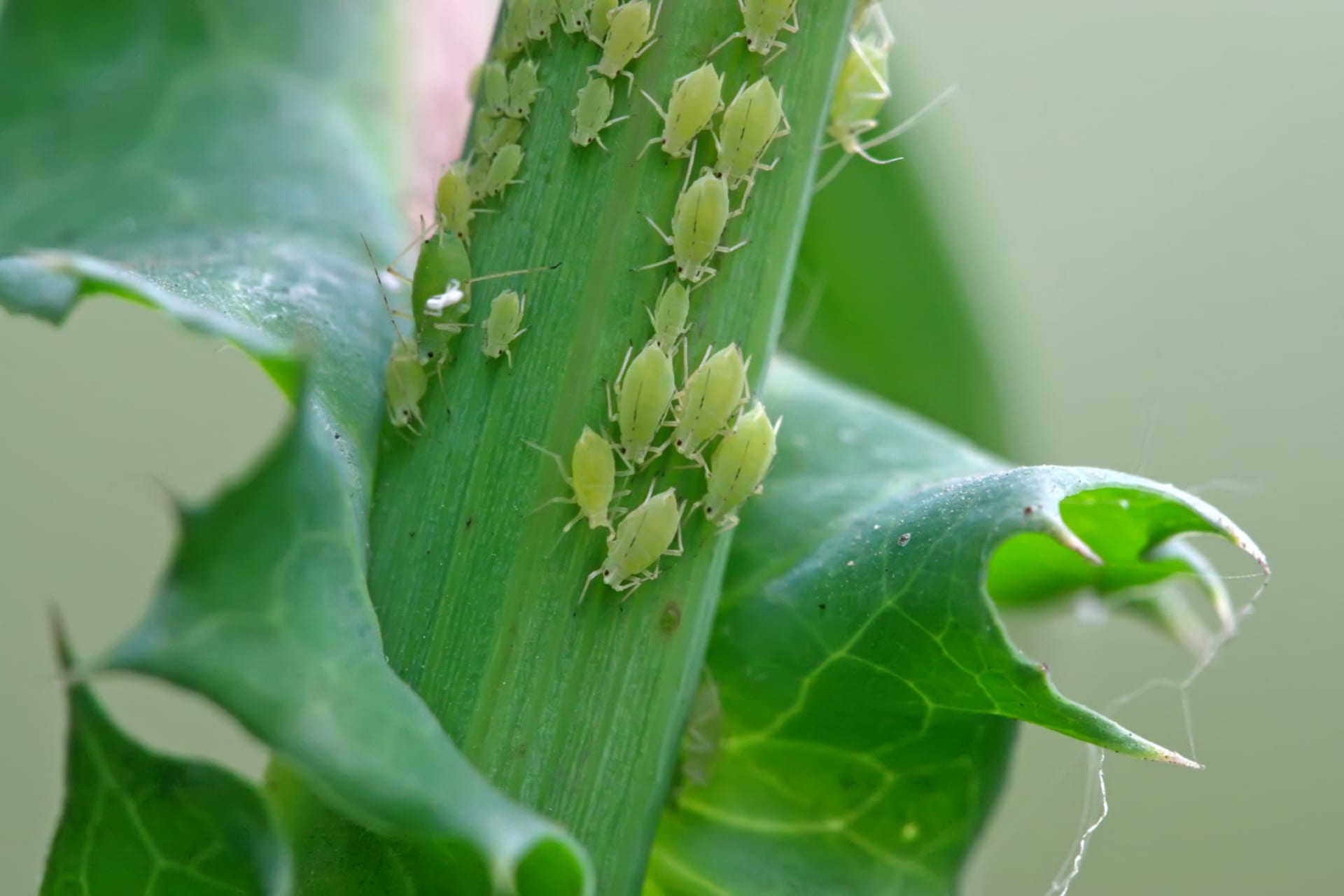 Mšice jsou malinkatý hmyz o velikosti několika milimetrů, který se na napadených rostlinách množí ohromnou rychlostí. Za jeden rok vytvoří až desítky generací