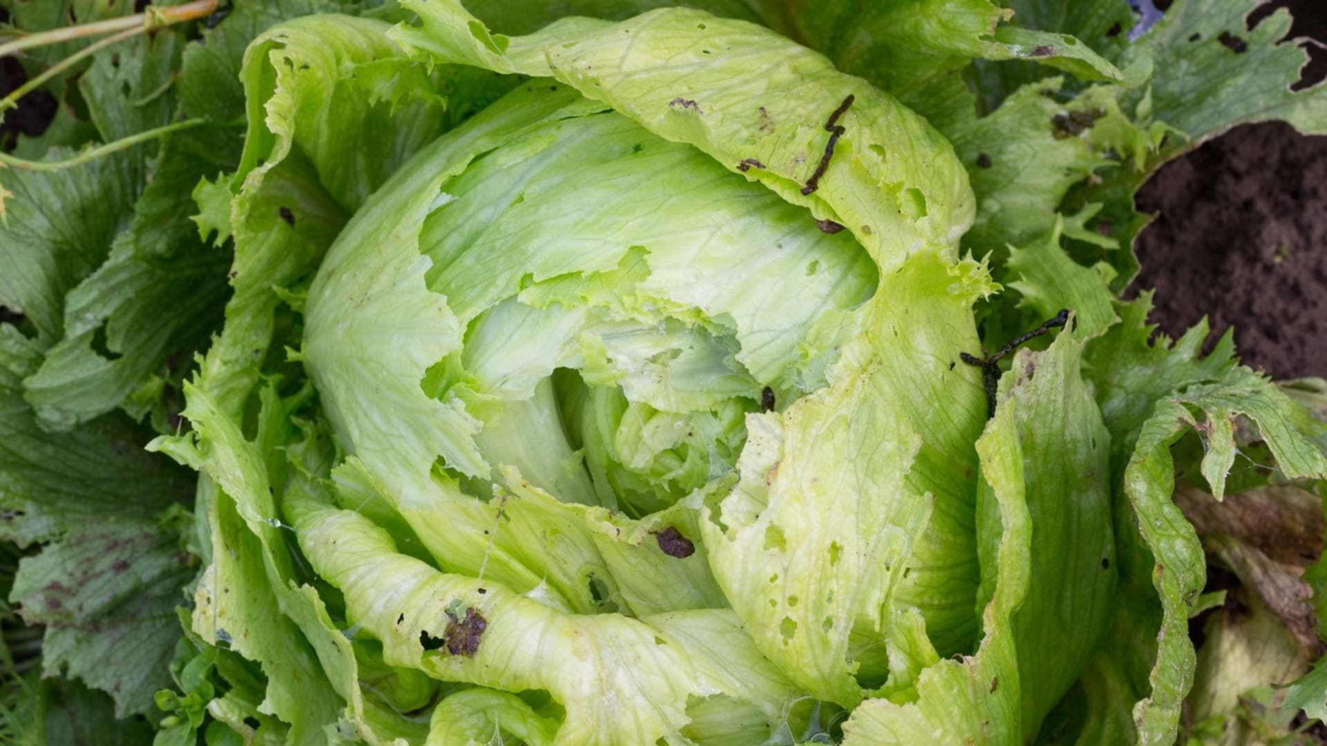 Ledový salát: Plíseň salátová (Bremia lactucae) napadá salát během celého vegetačního období. Zpočátku se projevuje na spodních listech žlutozelenými skvrnami, které rychle žloutnou.