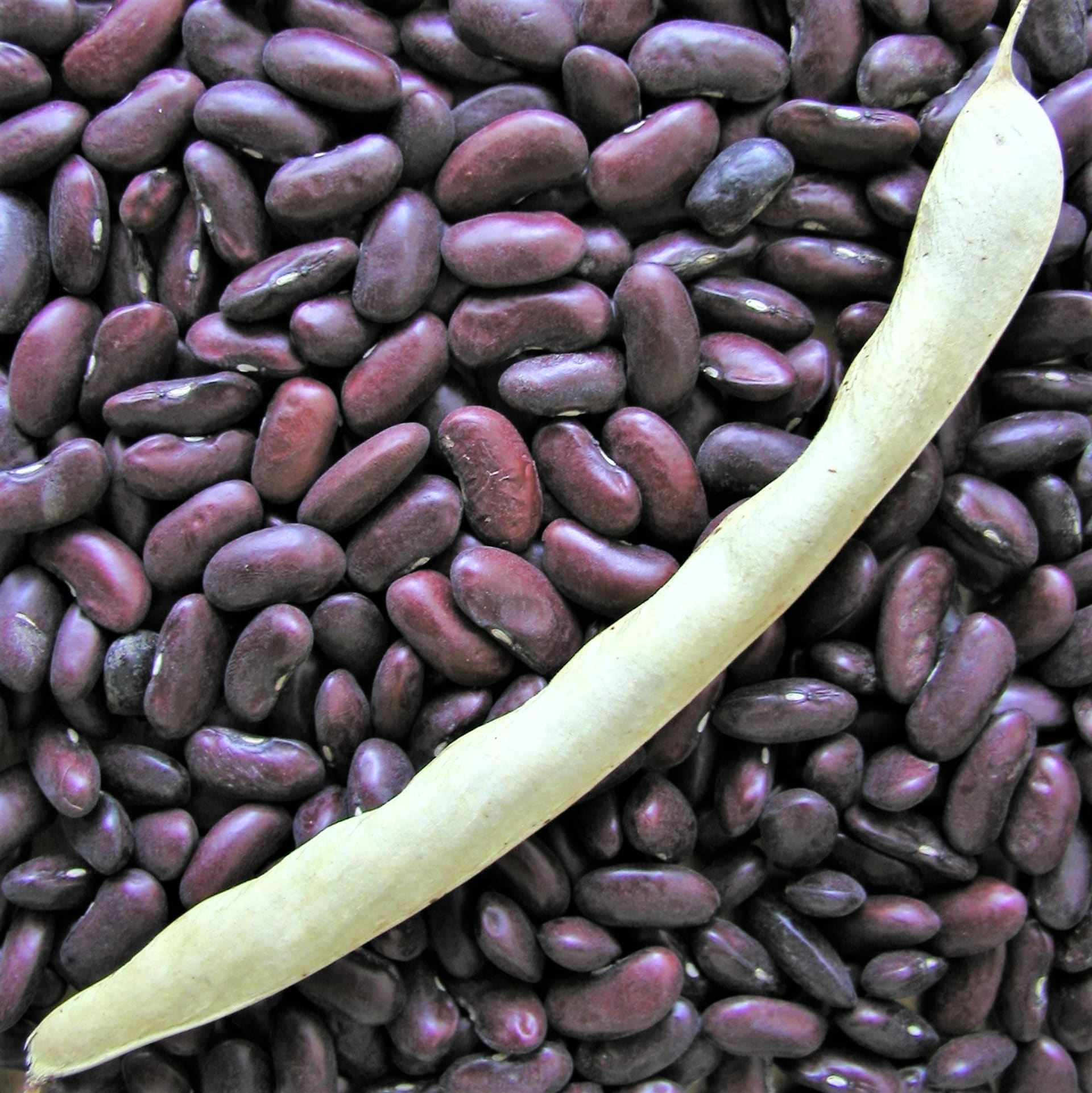 Jak dlouho roste fazole?