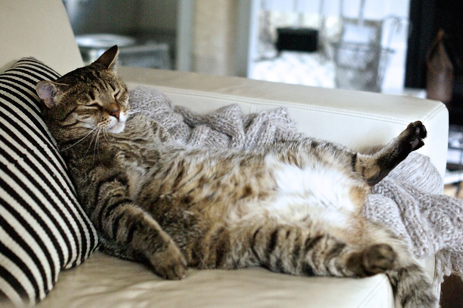 Jak poznáte, že je vaše kočka tlustá, a jak jí můžete pomoct, aby zhubla?