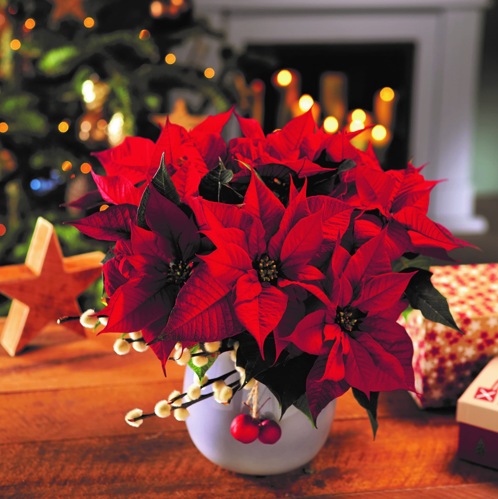 Vánoční hvězdy jsou k dostání ve všech velikostech od mini, které mají jen pár centimetrů, po standardně velké rostliny v květináčích, husté keříky až po malé stromkové odrůdy s metrovým vzrůstem
