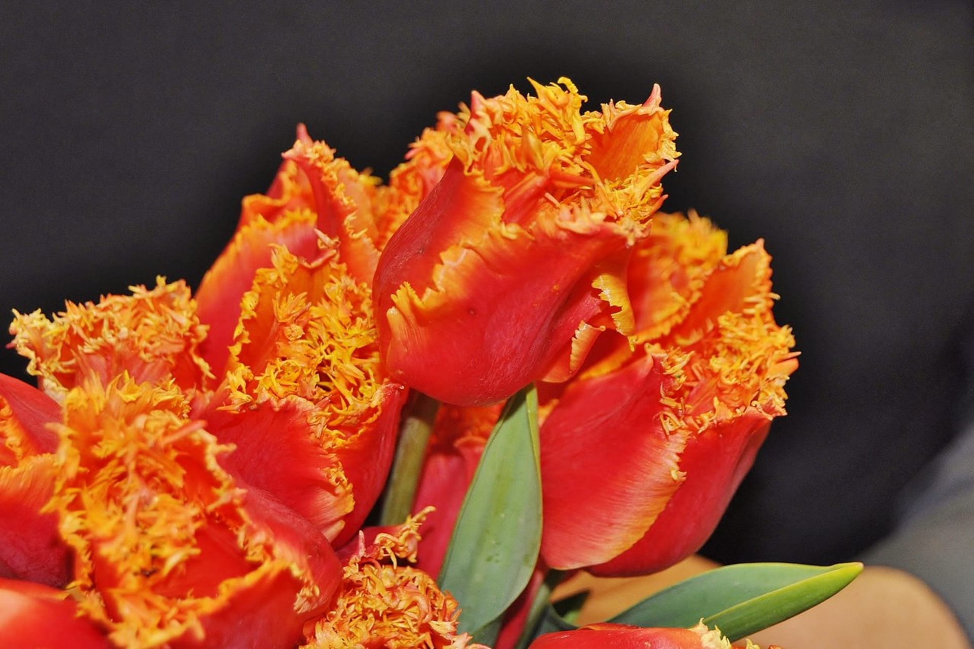 Nový tulipán - Flora Marita - Obrázek 3
