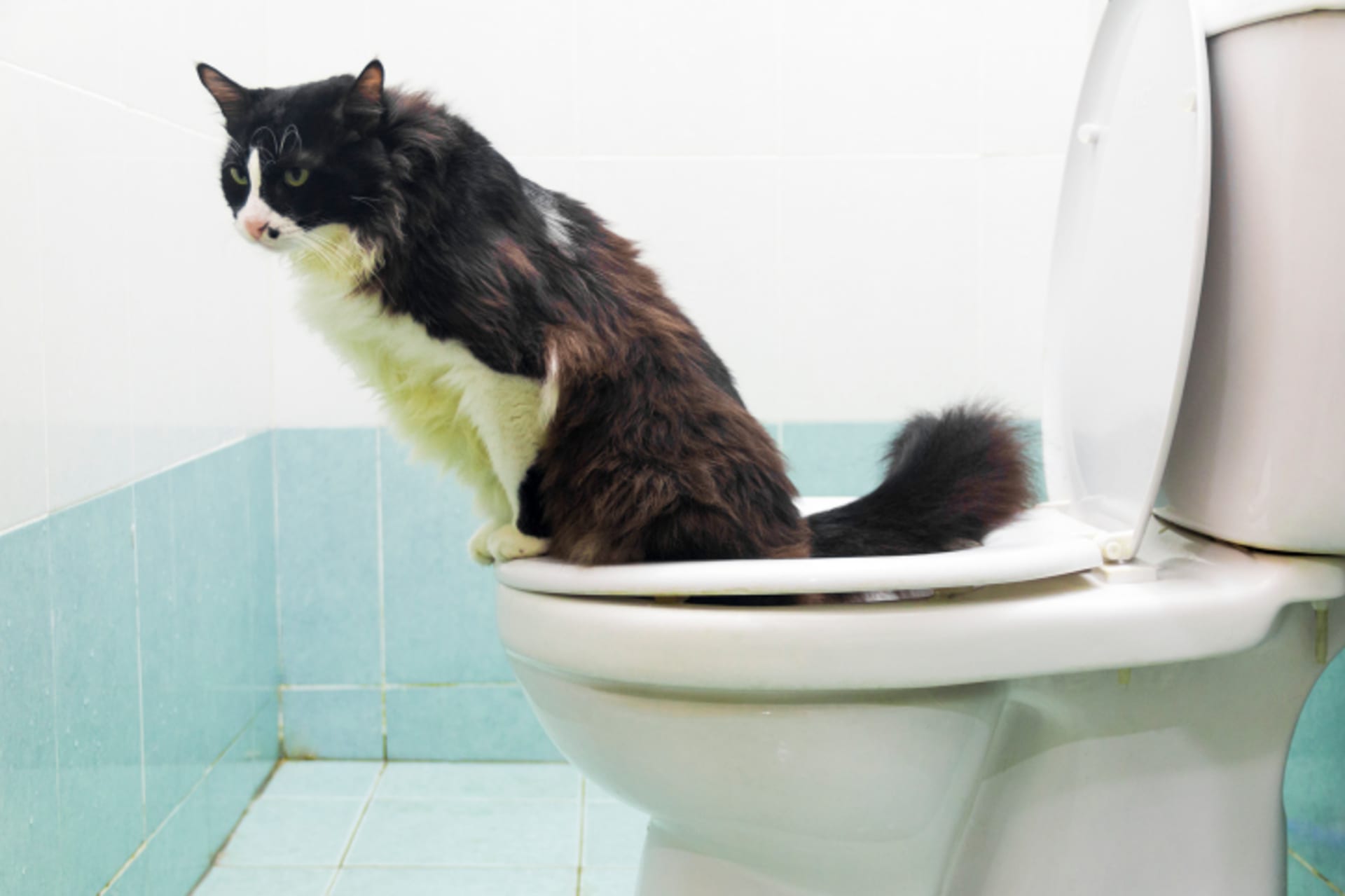 Kočičí toalety - obrázek 9