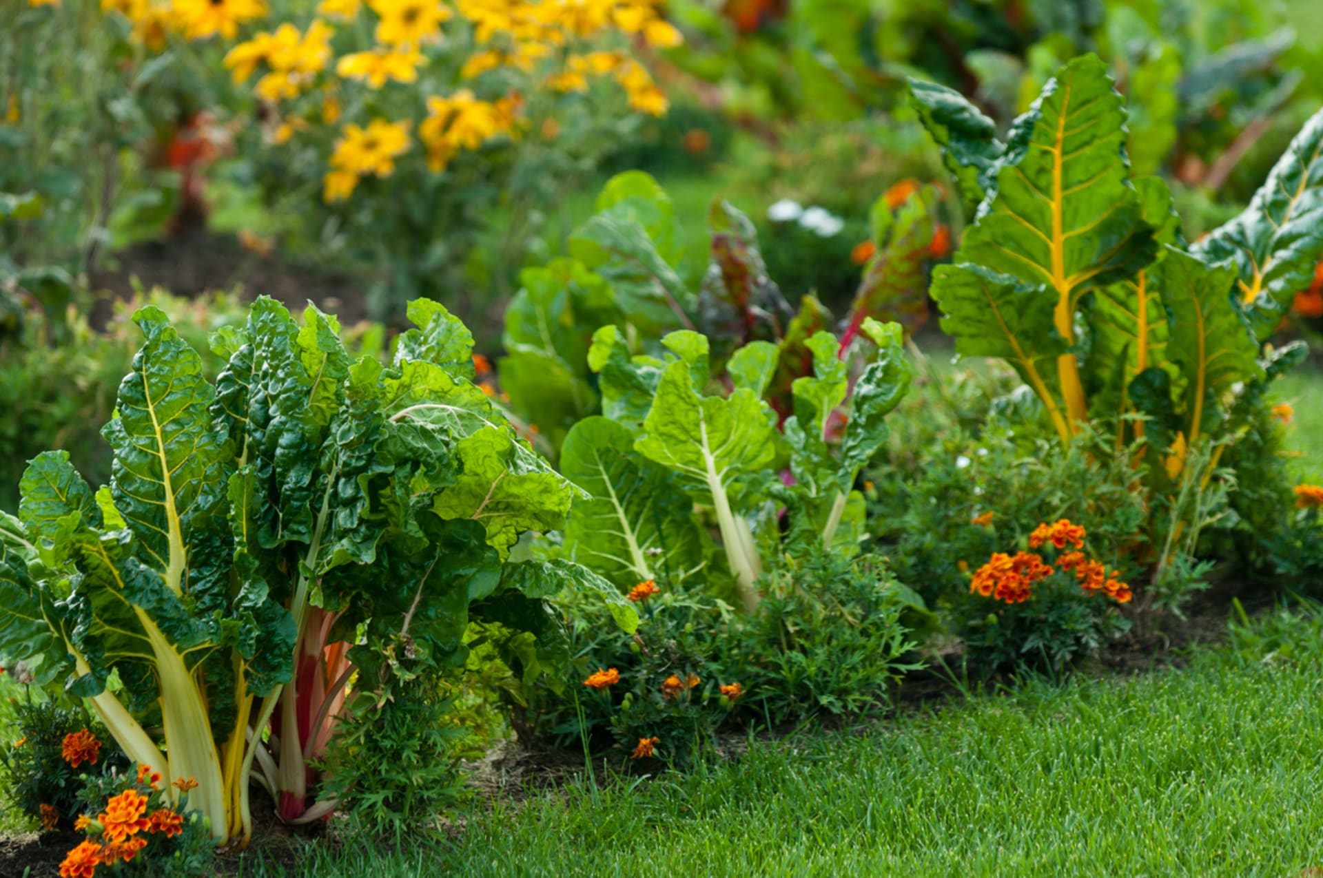 Vysázejte do záhonů se zeleninou květiny a bylinky, které fungují jako rostlinolékaři 1