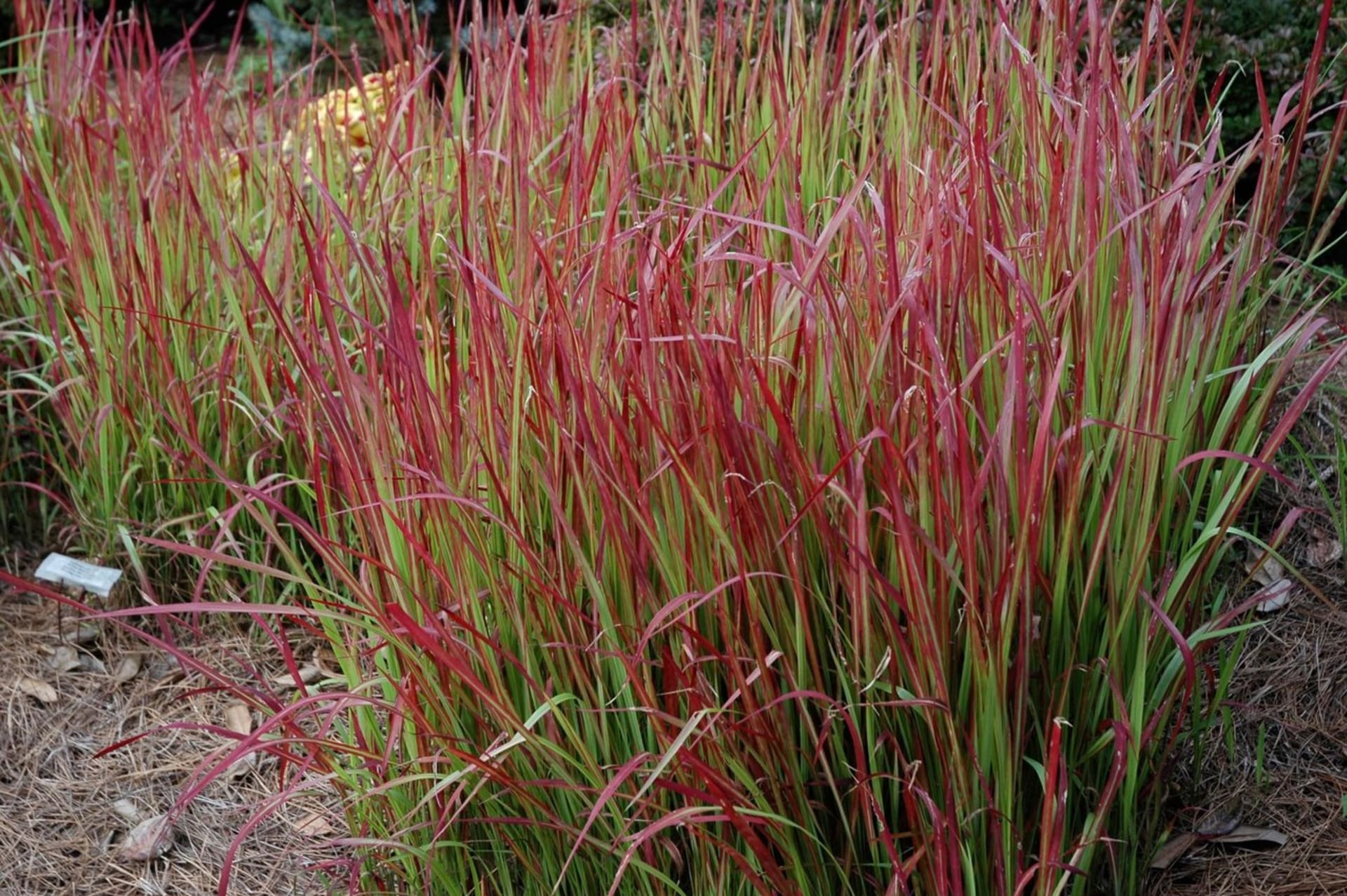 Traviny pro trvalkové záhony - Obrázek 2 - Lalang válcovitý (Imperata cylindrica)