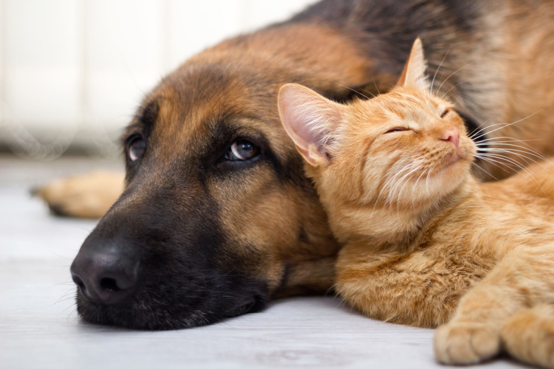 Pes a kočka, přátelství na celý život