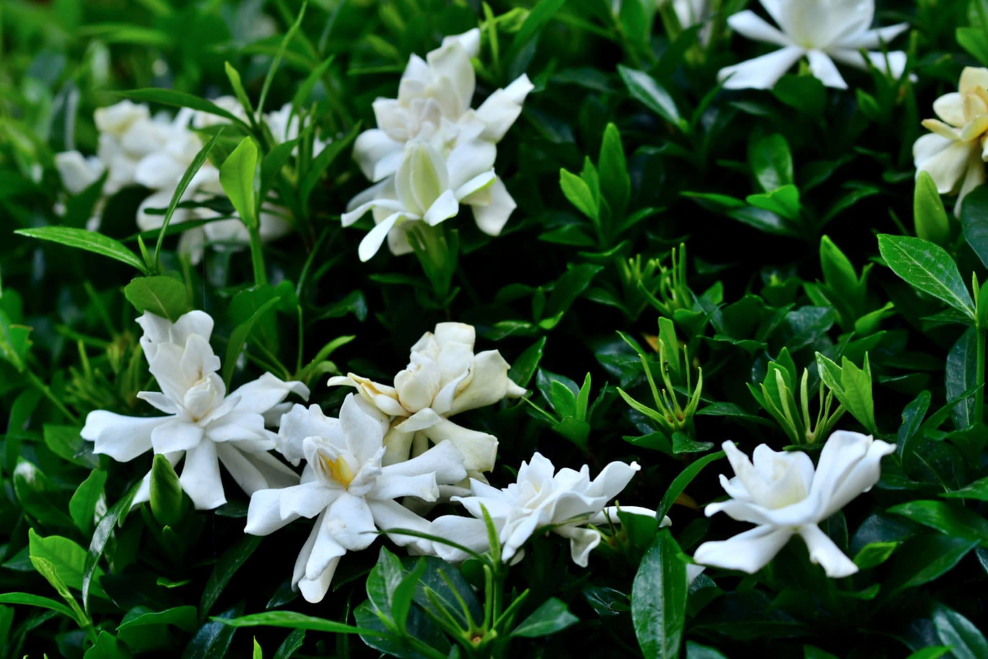 Gardénie jasmínovitá (Gardenia jasminoides) 4