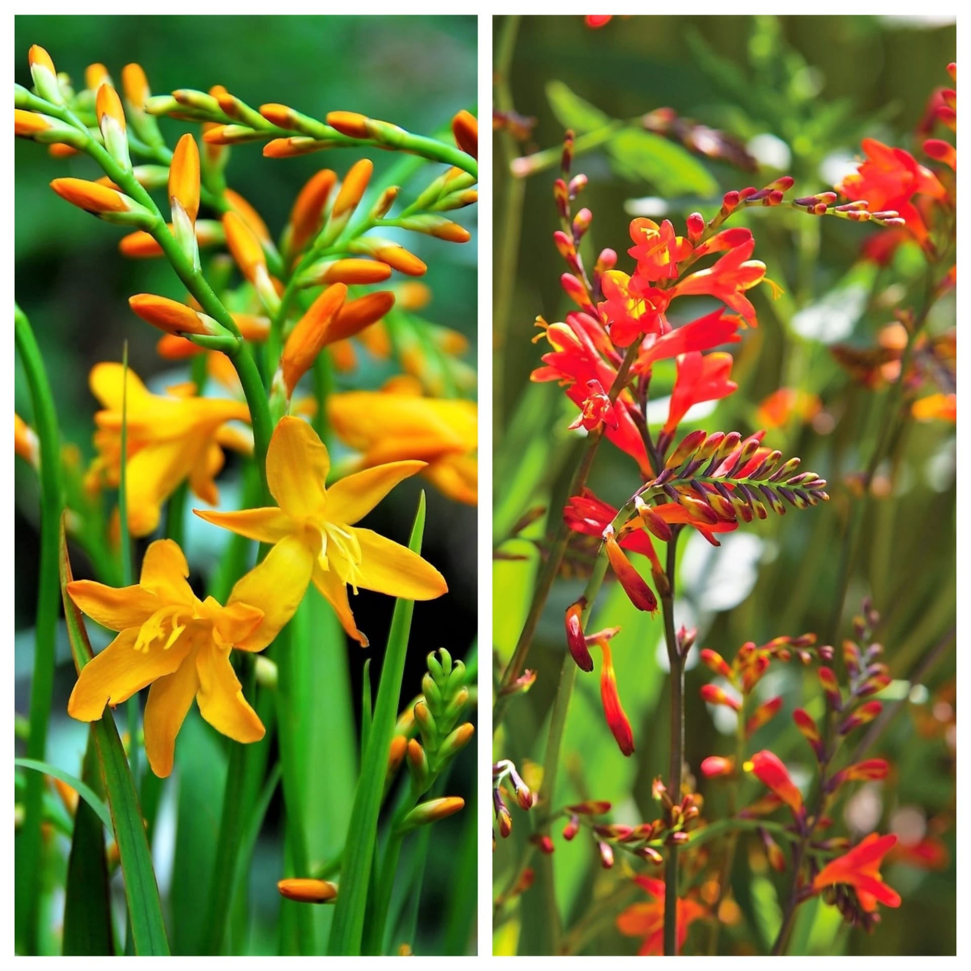 Montbrecie (Crocosmia) pocházejí z Jižní Afriky, do Evropy se dostaly až kolem roku 1900. Původně byly tyhle hlíznaté rostliny pouze oranžové, dnes si můžete vybrat kultivary a hybridy s květy v celé škále teplých barev od žlutooranžové po šarlatově červenou. 