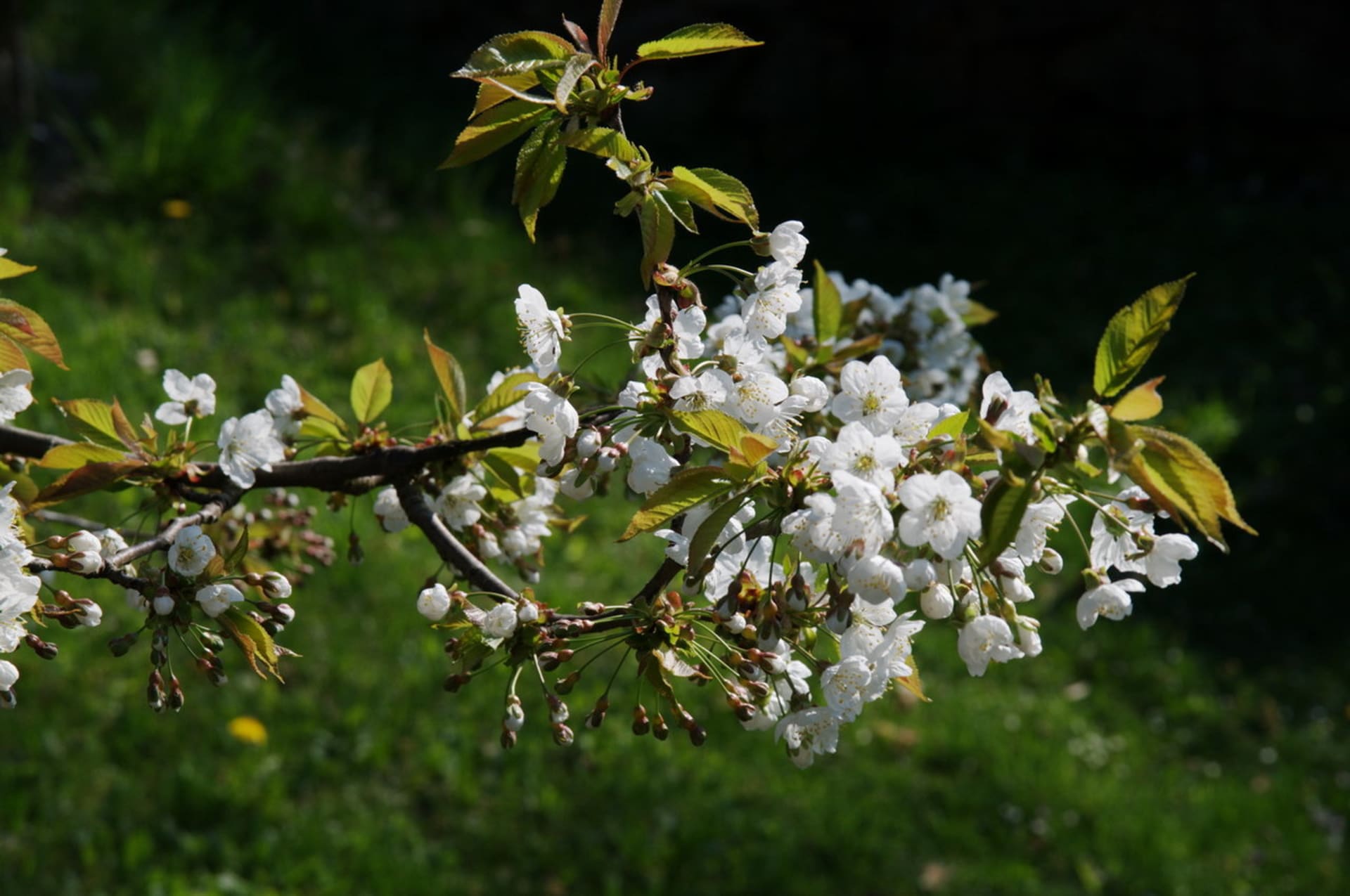 Třešeň/Prunus avium