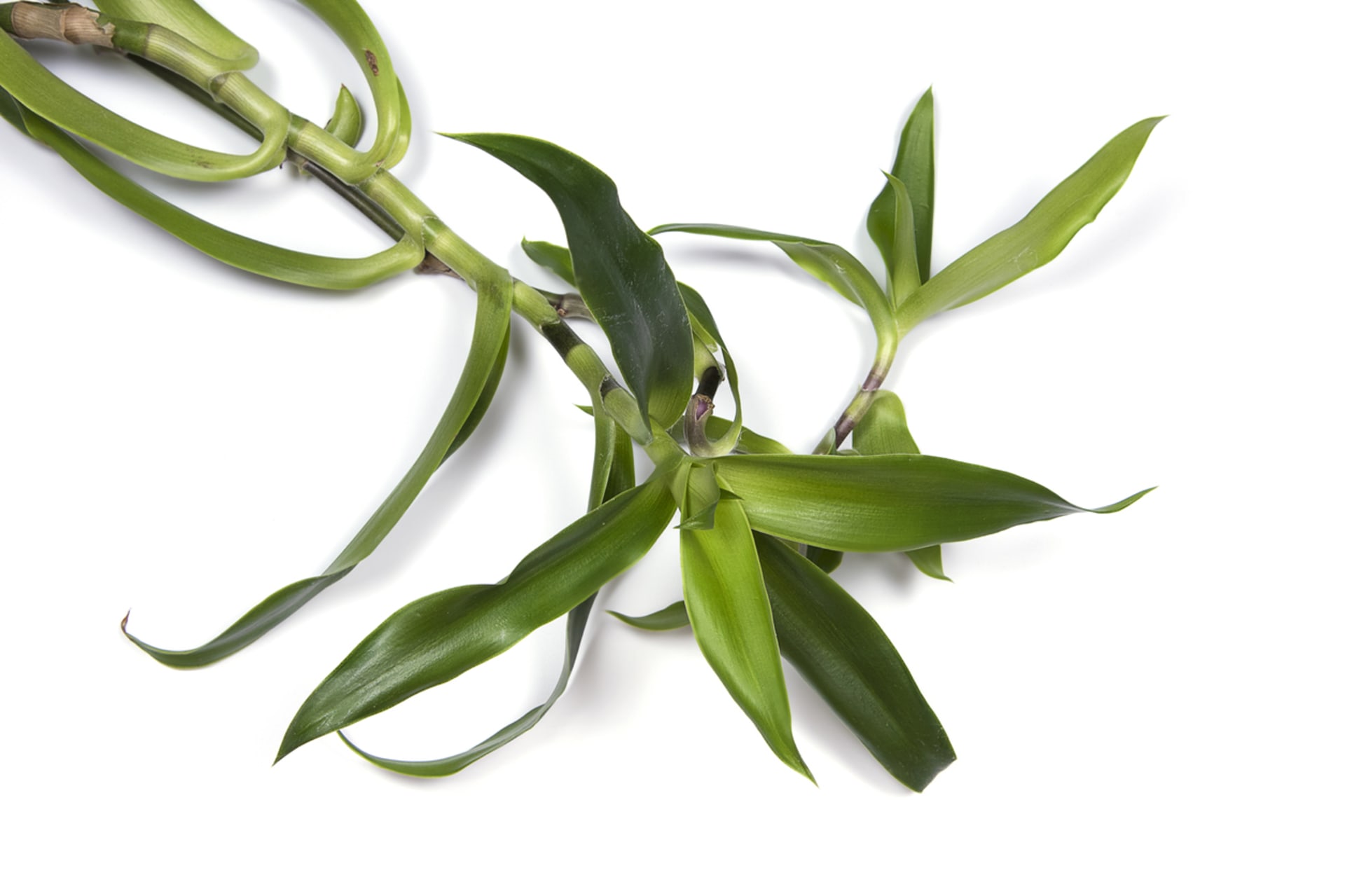 Kalísie voňavá (Callisia fragrans) 6