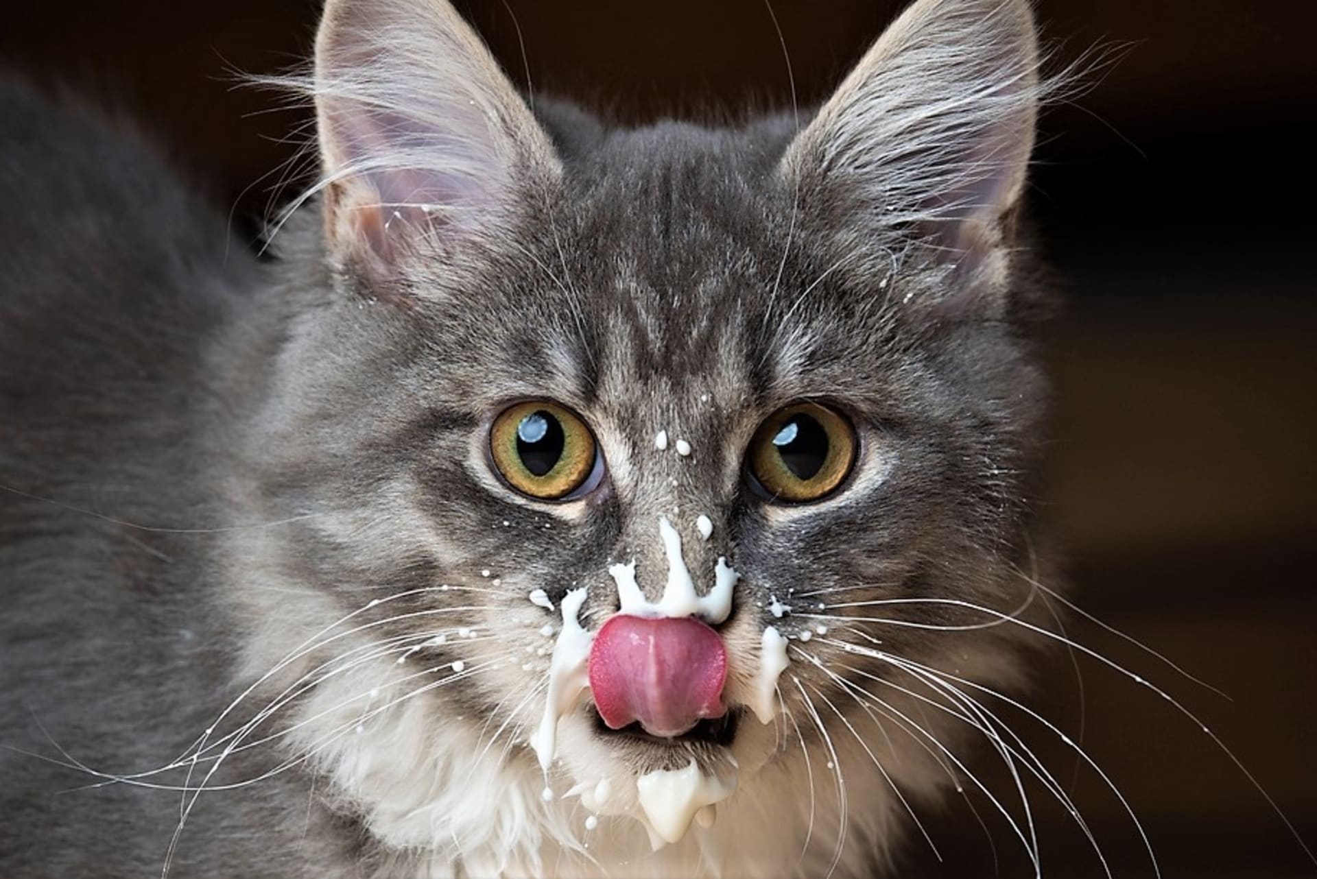 Proč byste neměli krmit kočky kravským mlékem? Pozor si dejte i na syrová játra