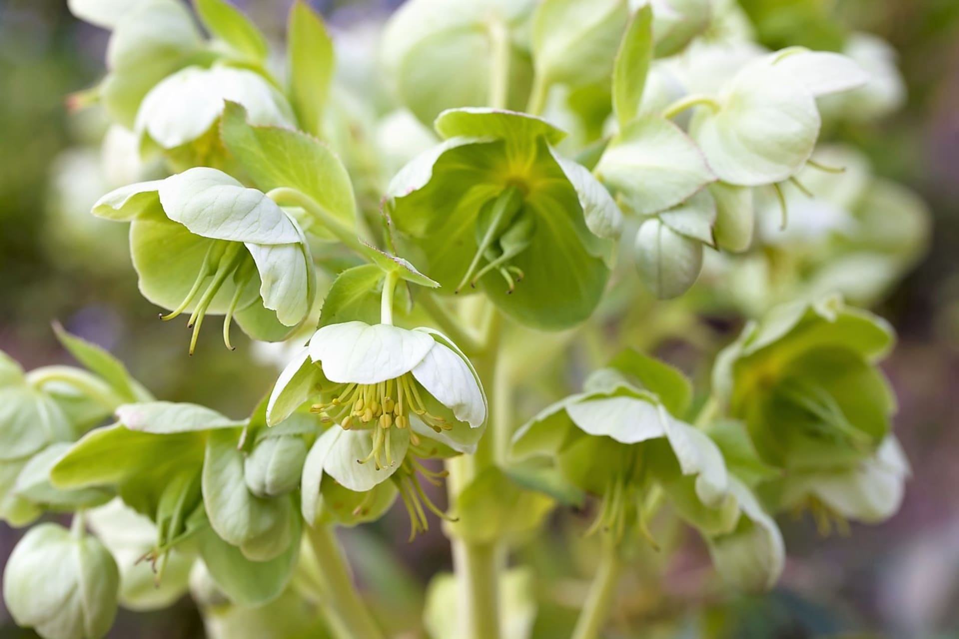 Dekorativní čemeřice zelená (Helleborus viridis) má převislé žlutozelené květy, které rozkvétají v březnu až dubnu.