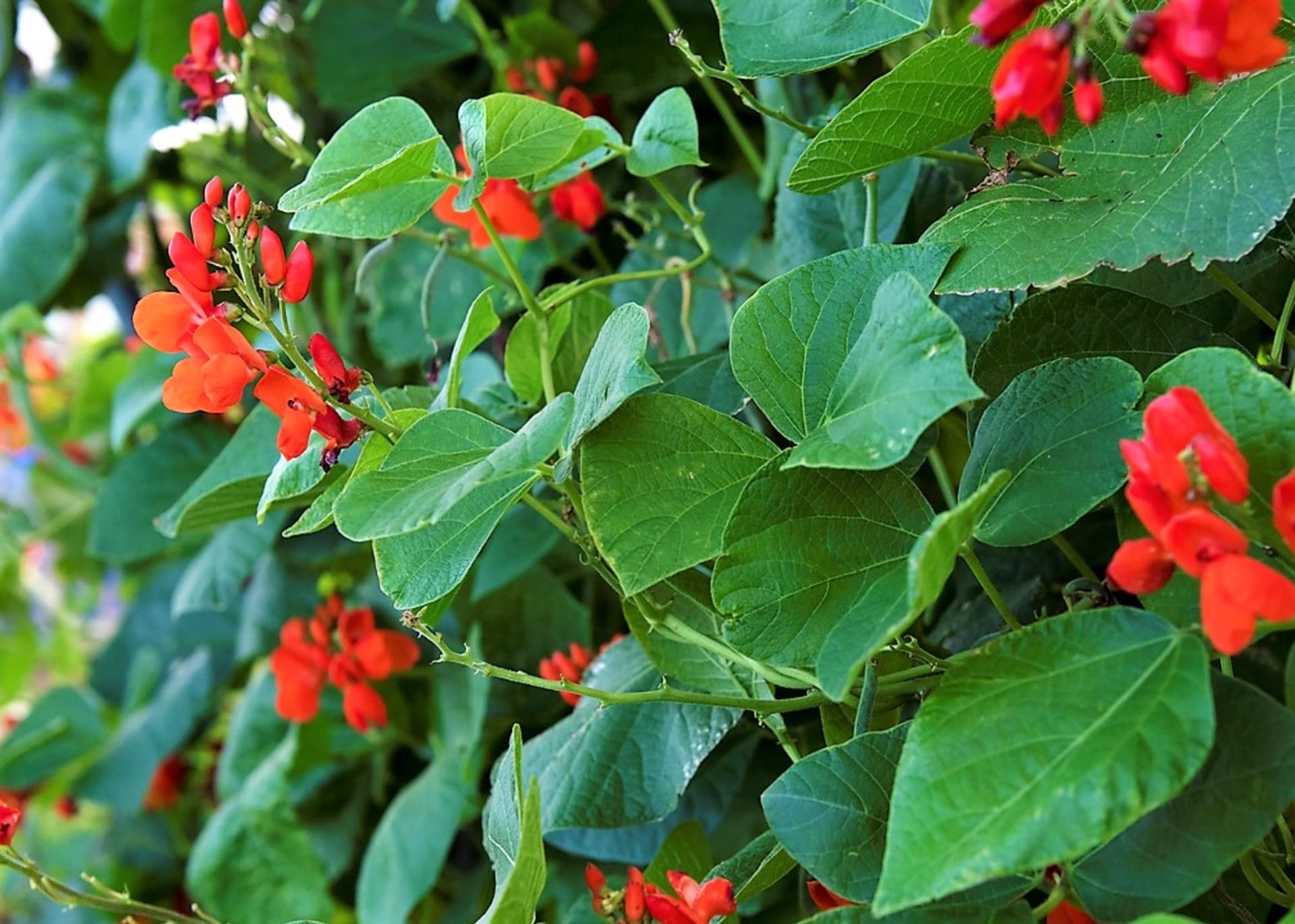 Fazol šarlatový (Phaseolus coccineus) je jeden z mnoha druhů rodu fazol (Phaseolus)