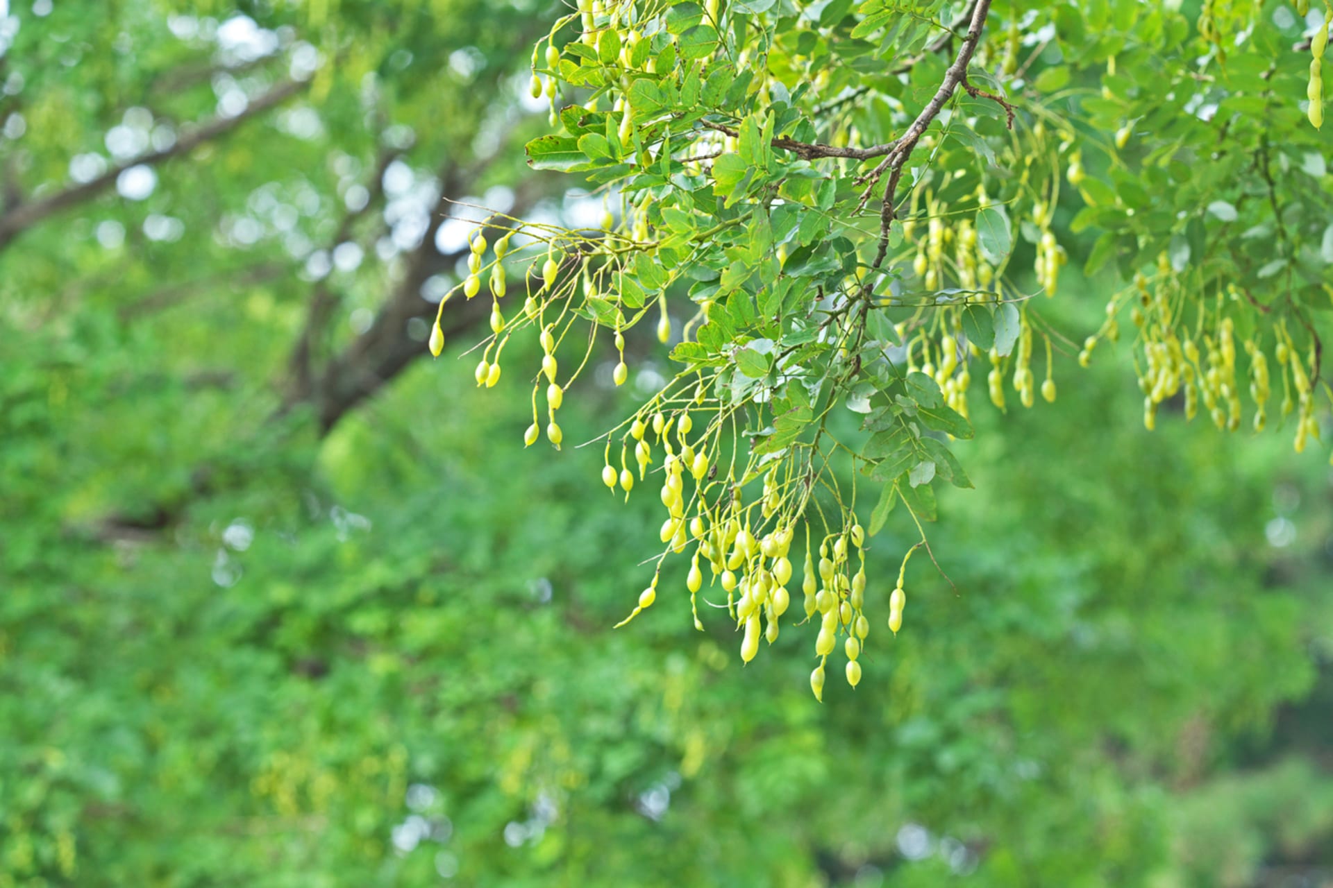 Jerlín japonský (Sophora japonica) 