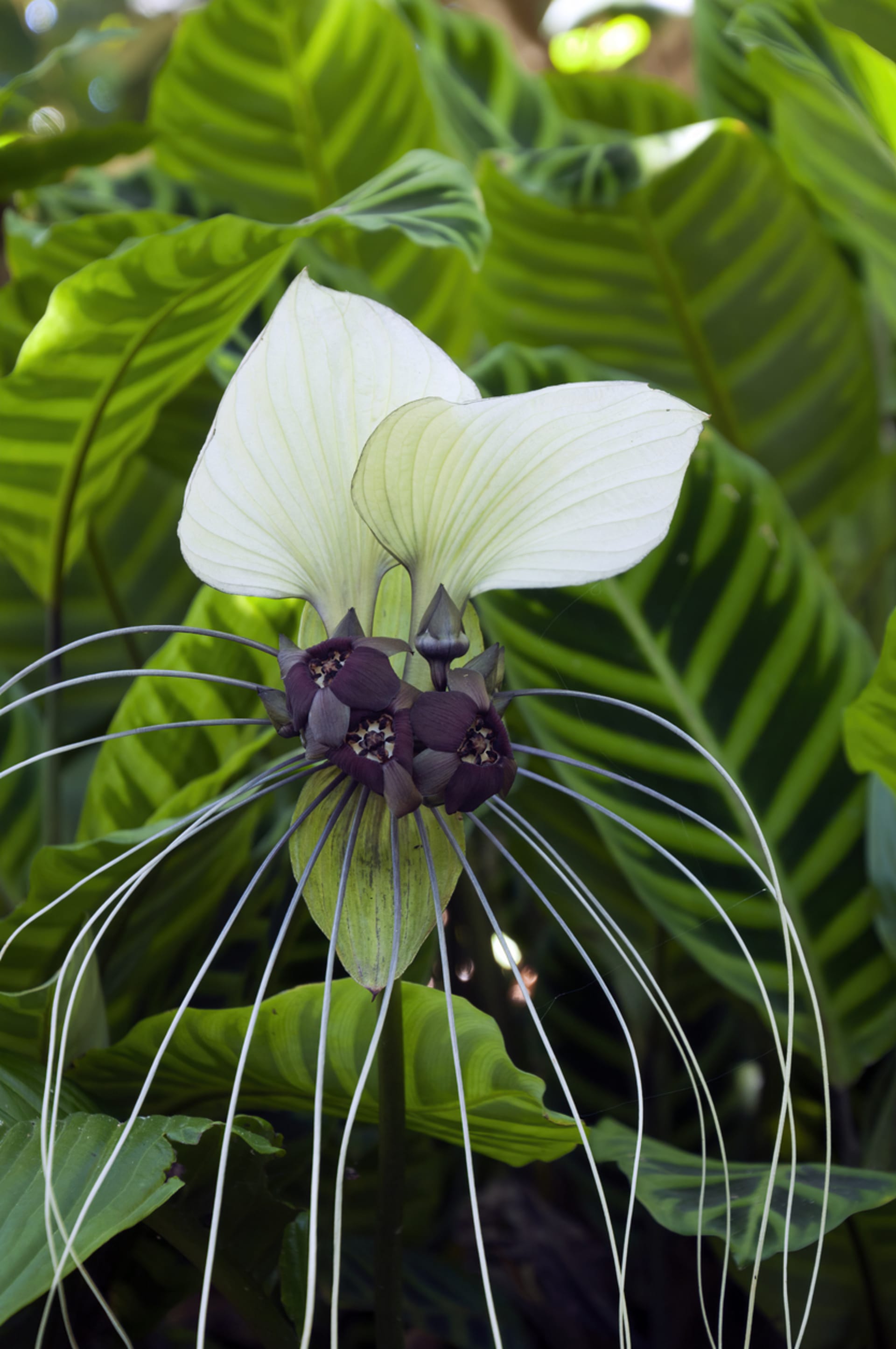 Netopýří květina, taka bílá (Tacca integrifolia)