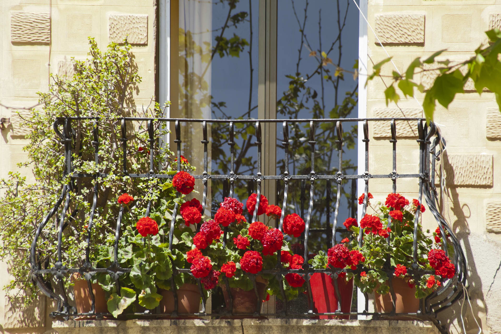 Muškáty patří mezi oblíbené balkonové květiny